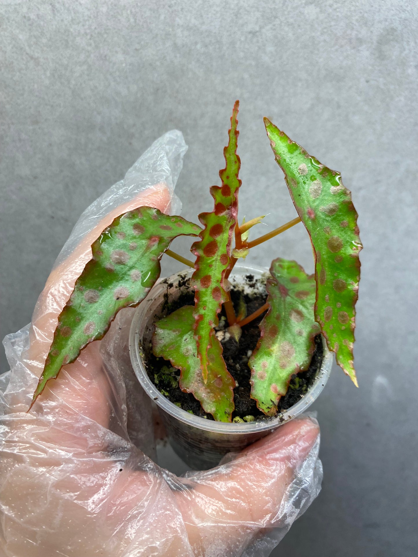 🌿 Begonia amphioxus