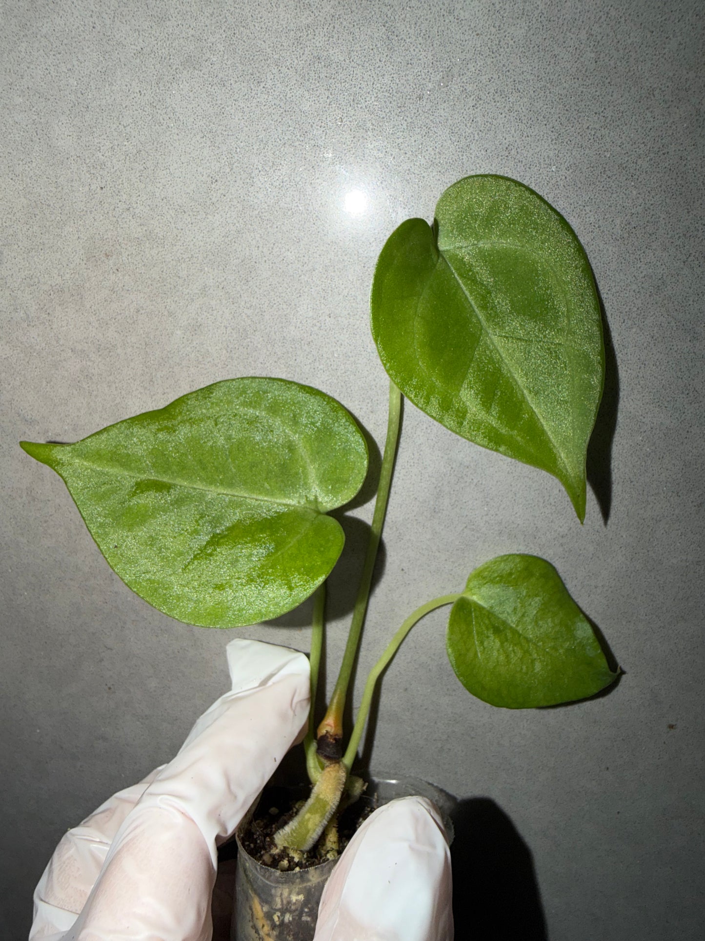 🌿Anthurium clarinervium *Delta Force