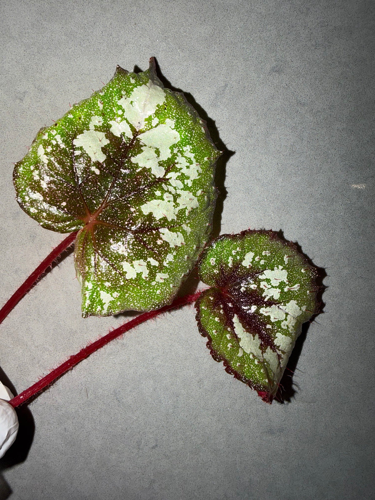 🌠 Begonia ‘DS-Antares’
