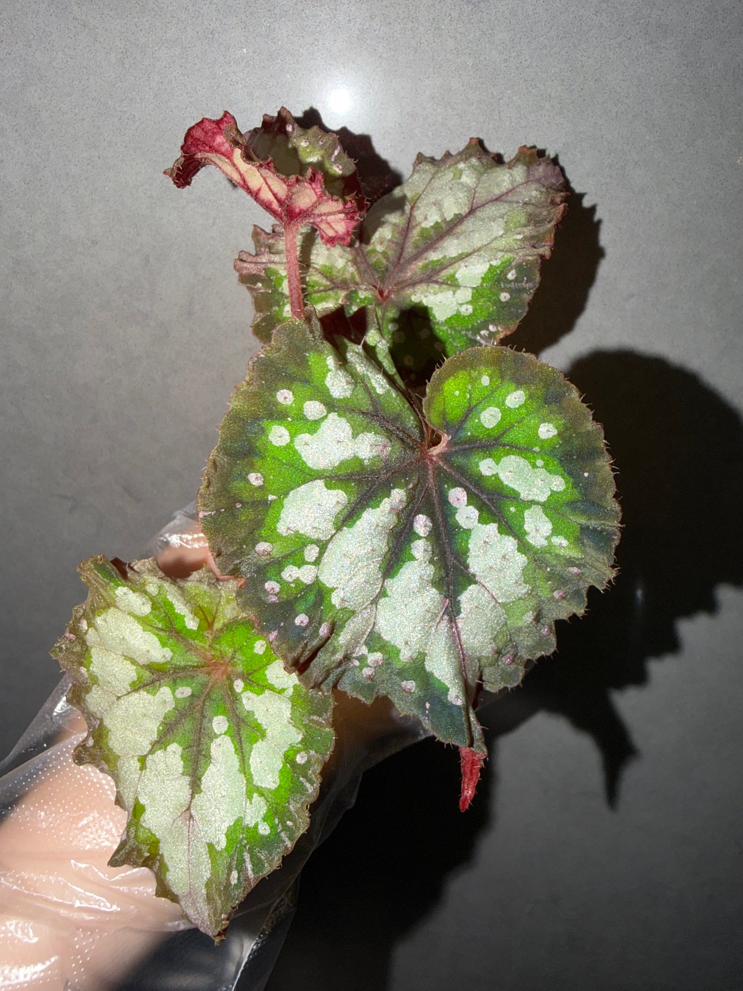 🌿Begonia ‘Carnival’
