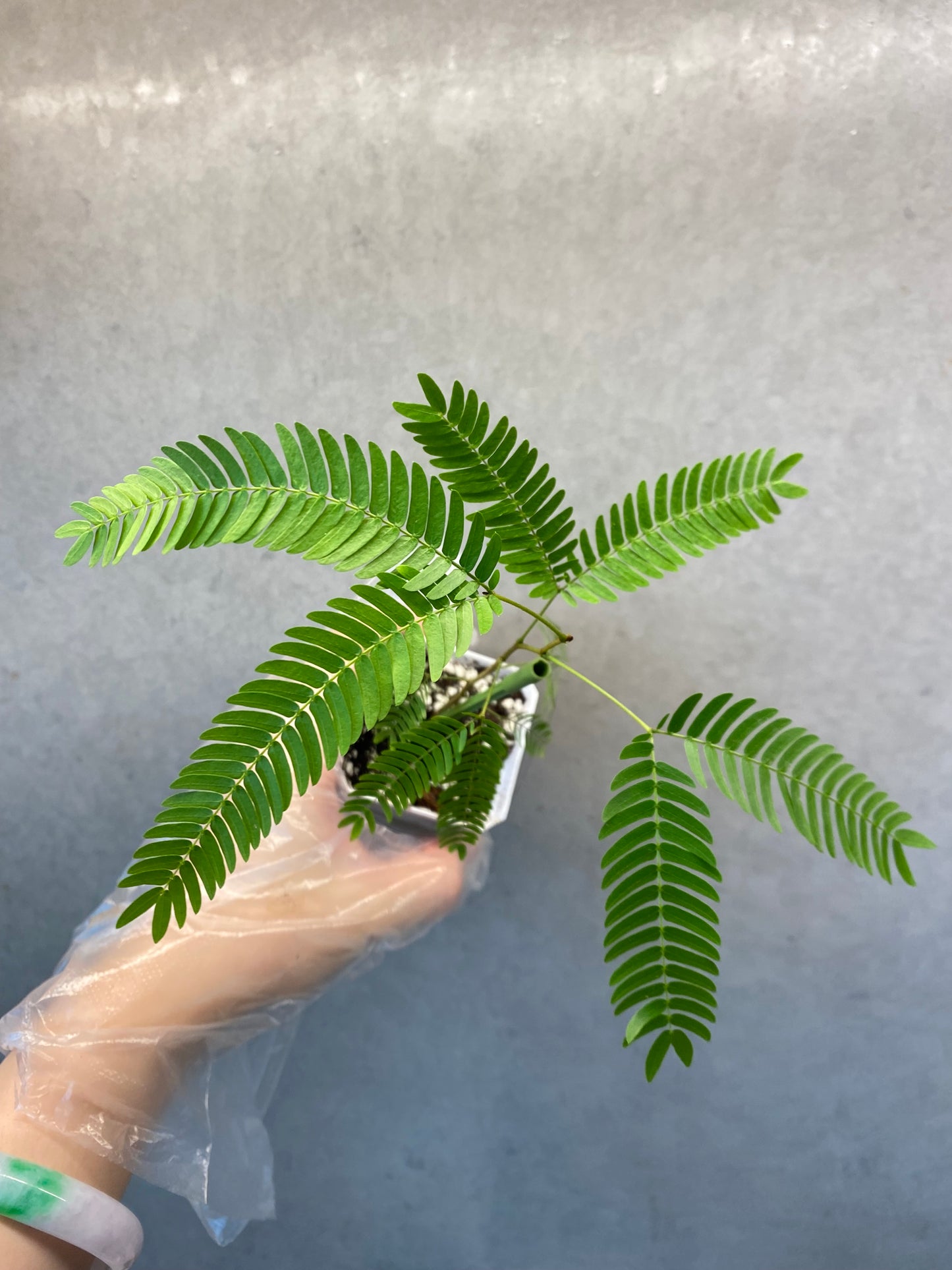 ๐ฟ Cojoba arborea