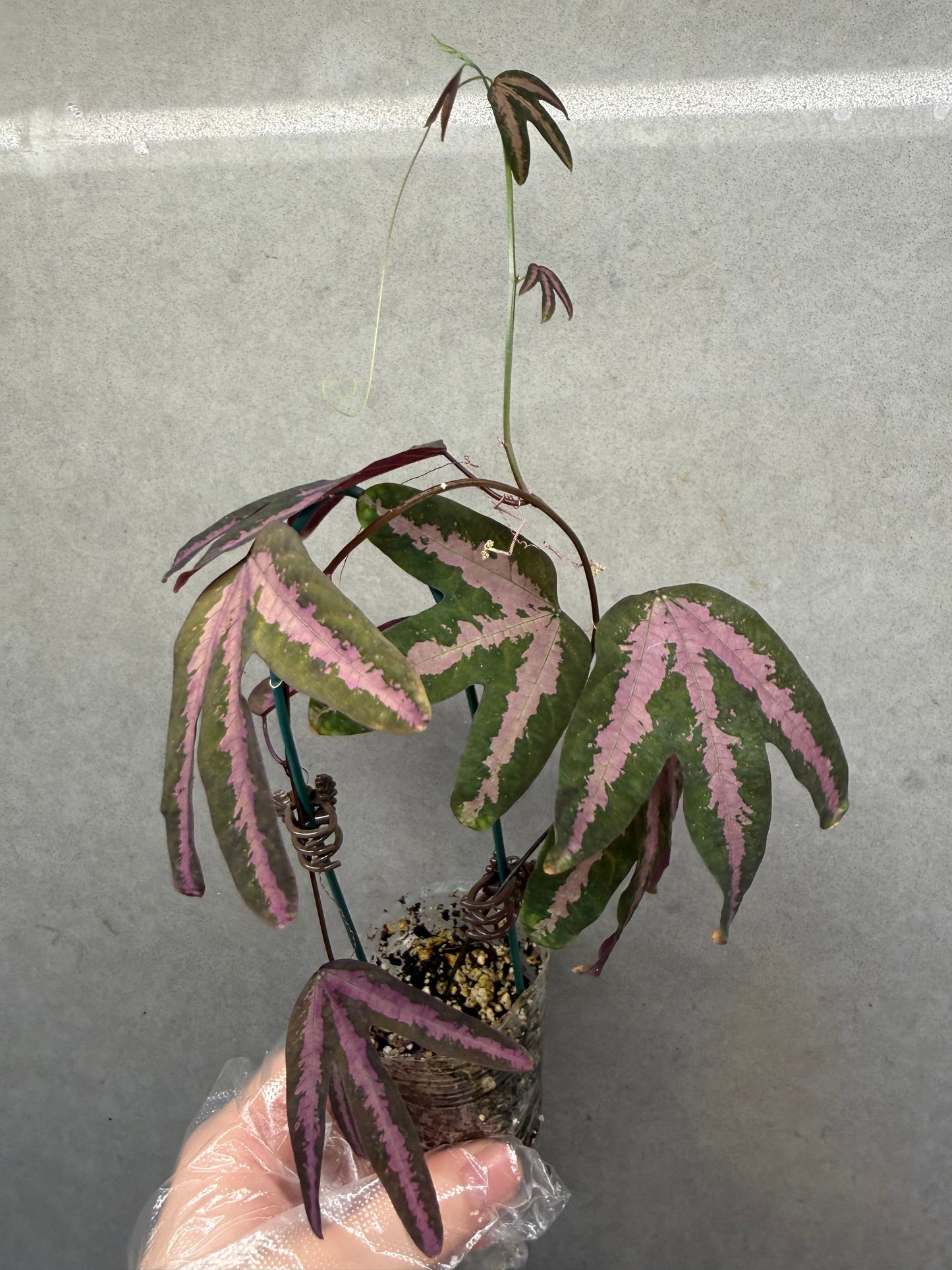 🔮Passiflora trifasciata (Duck Feet Vine)