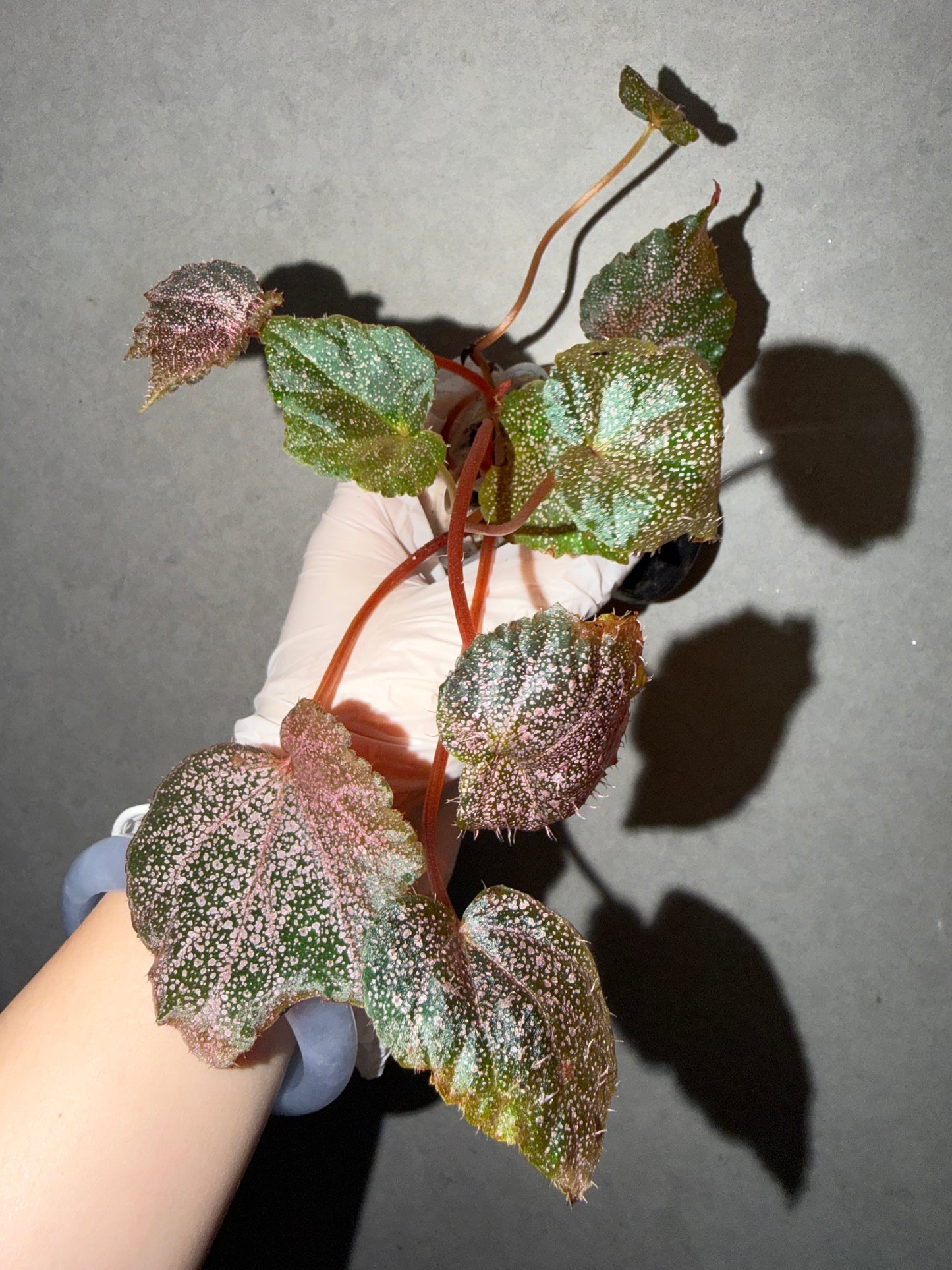 🌿 Begonia 'Robin‘