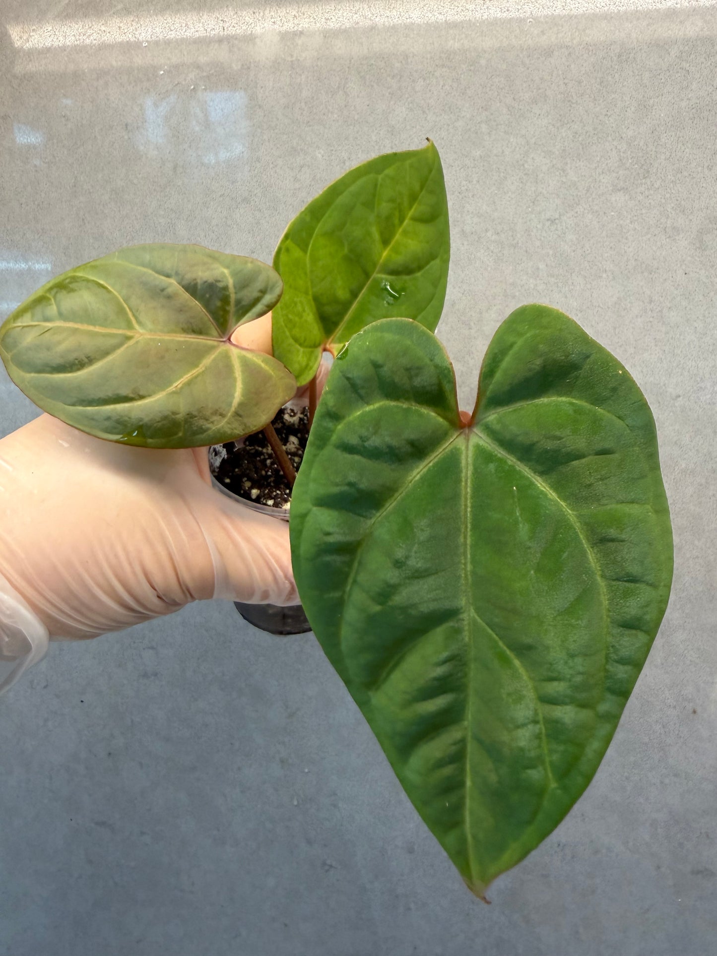 🌿 Anthurium Bvep × red Crystallinum * Kos