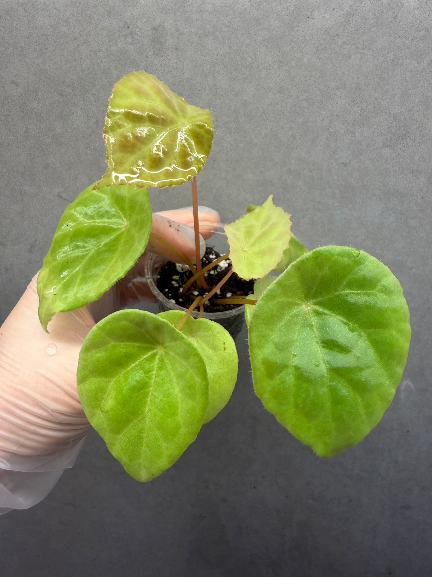 🌿 Begonia natunaensis