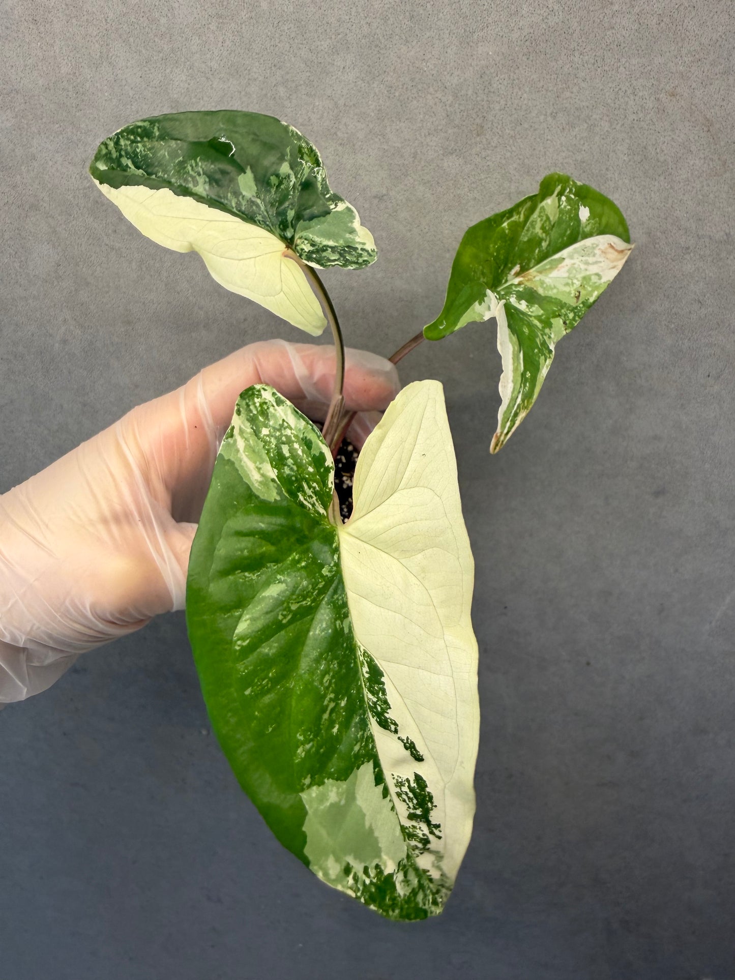 Syngonium podophyllum 'Albo Variegata'
