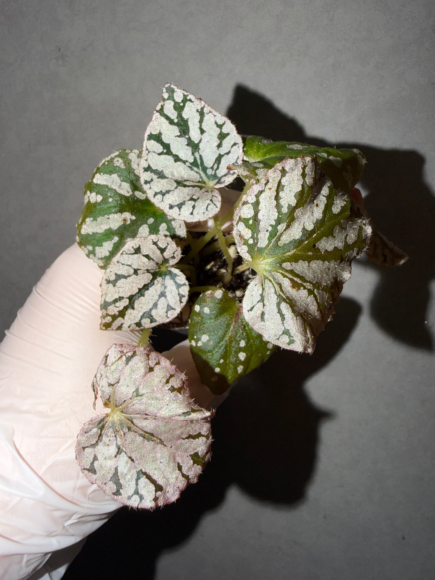 🪙Begonia 'Silver Dollar'