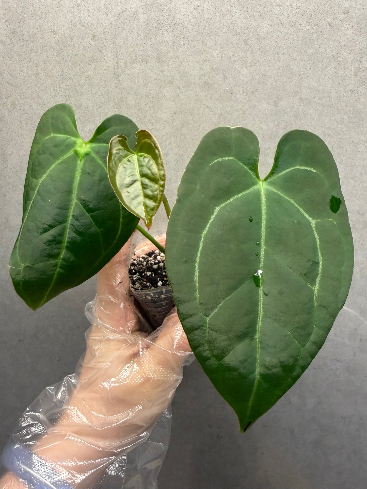 🌿Anthurium Aos *Black Crystallinum