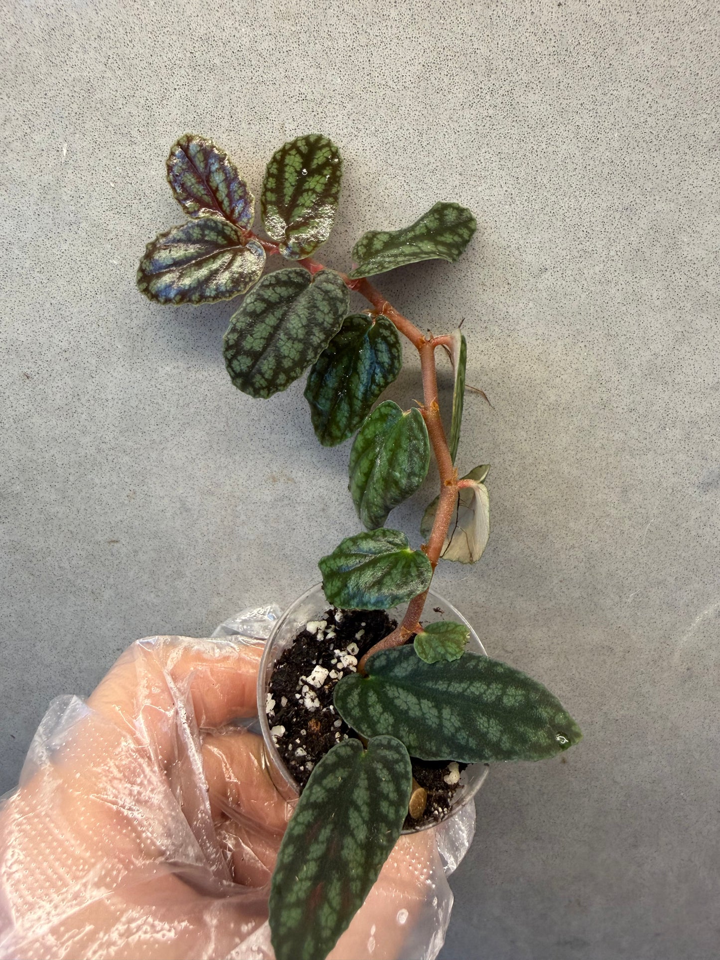 🌿Pellonia Pulchra