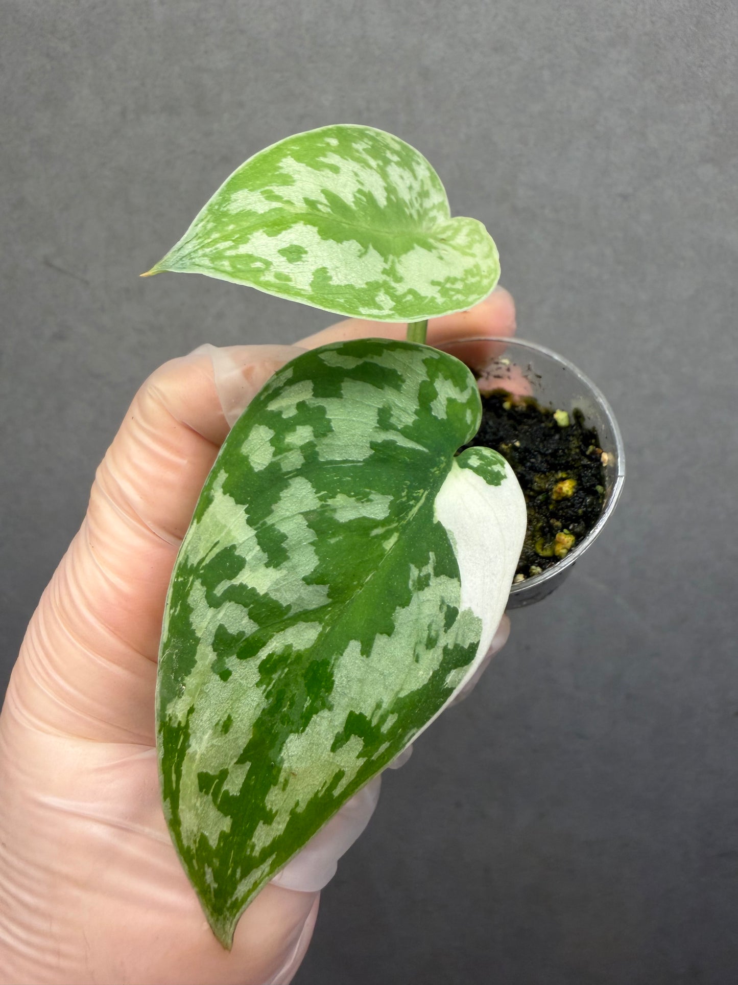 🌿Scindapsus mayari variegated