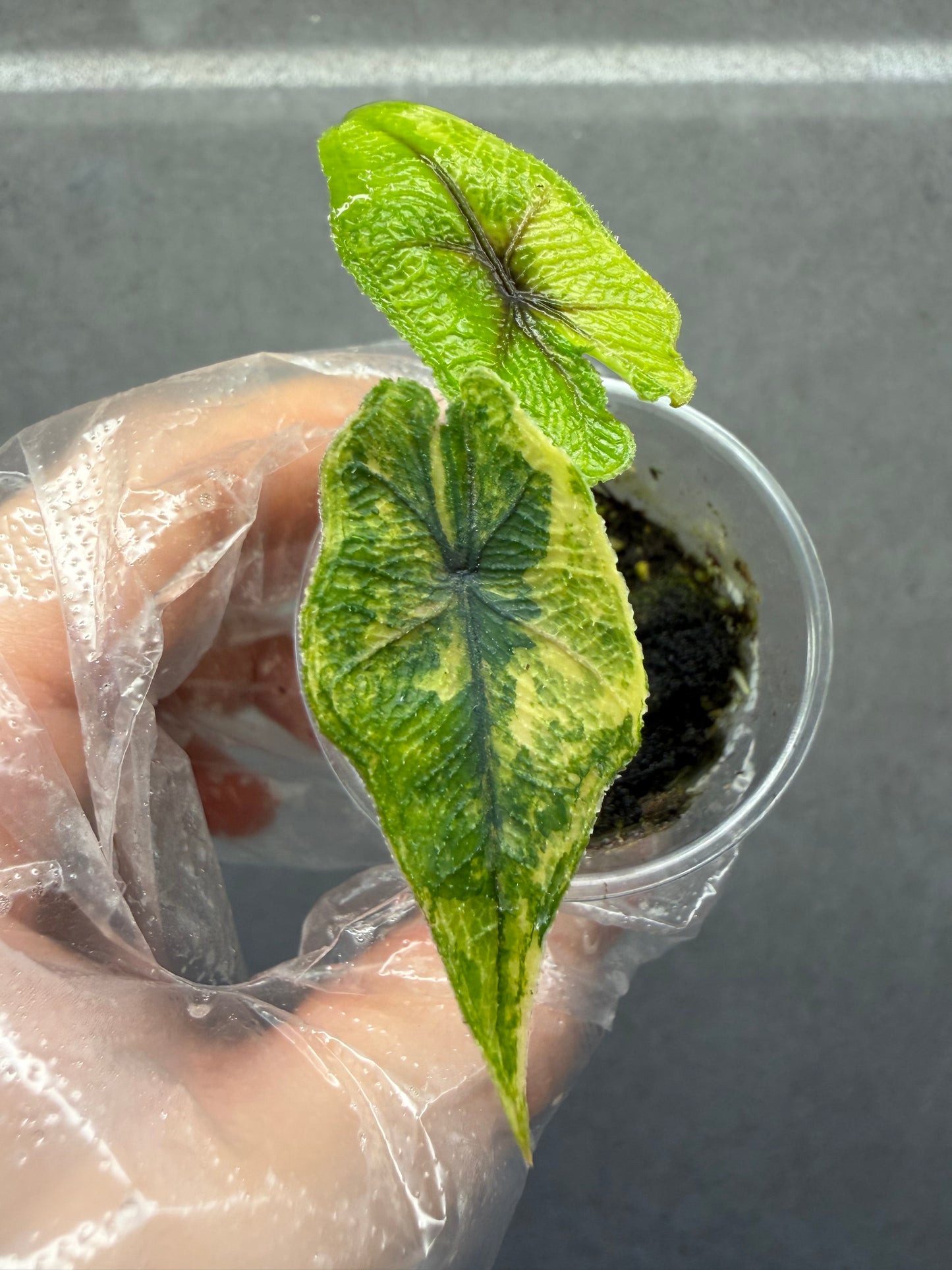 🌿Alocasia Jacklyn Variegated