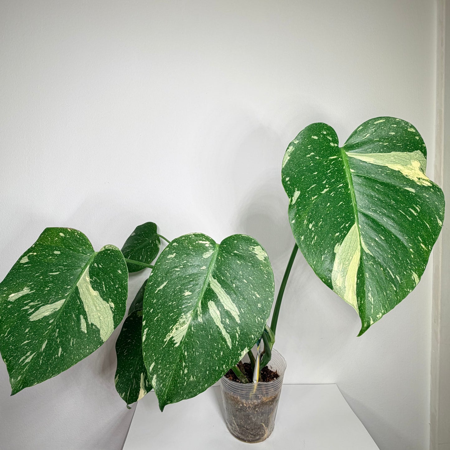 Monstera Thai