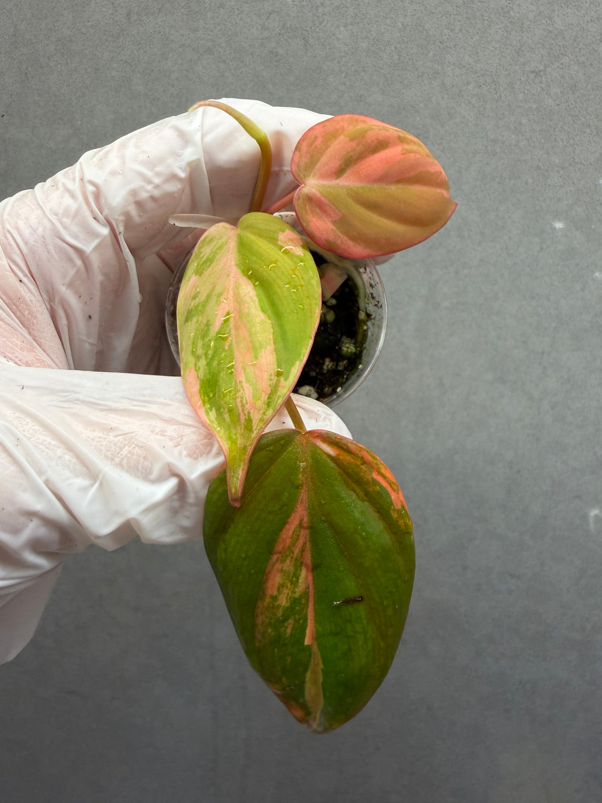 🌿Philodendron Micans Pink Variegated