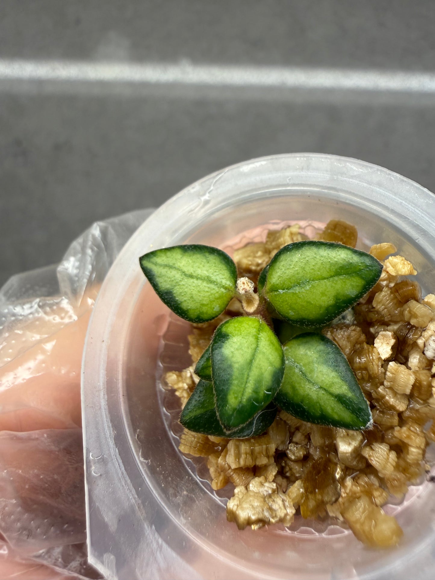 Hoya Chinghungensis var