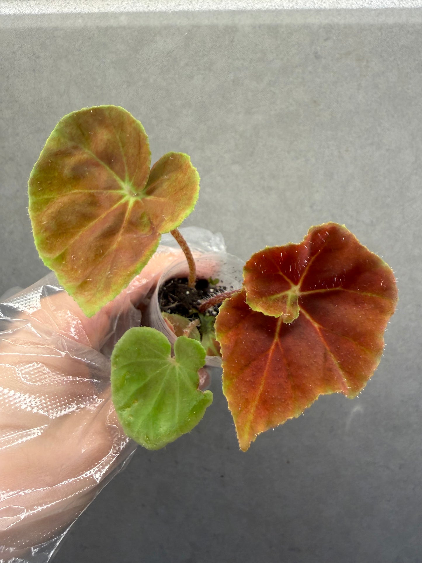 🌿Begonia ’Hoozukimaru‘❤️