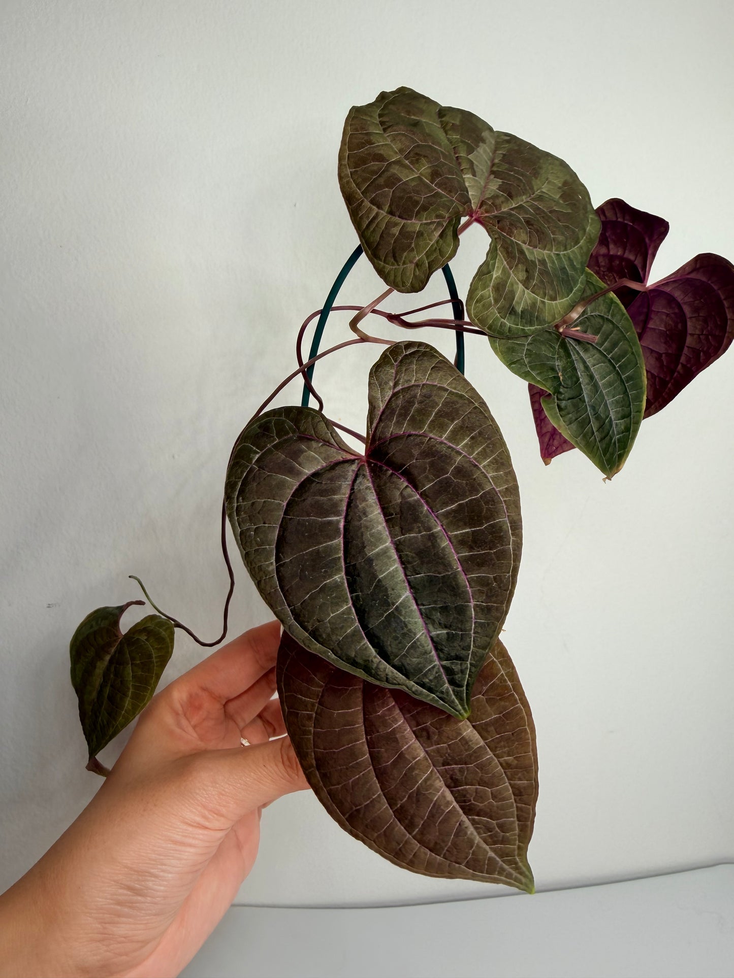 🌿 Dioscorea discolor
