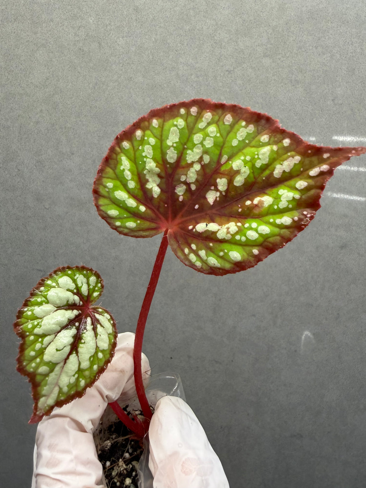 🍵 Begonia ‘Matcha Chocolate’