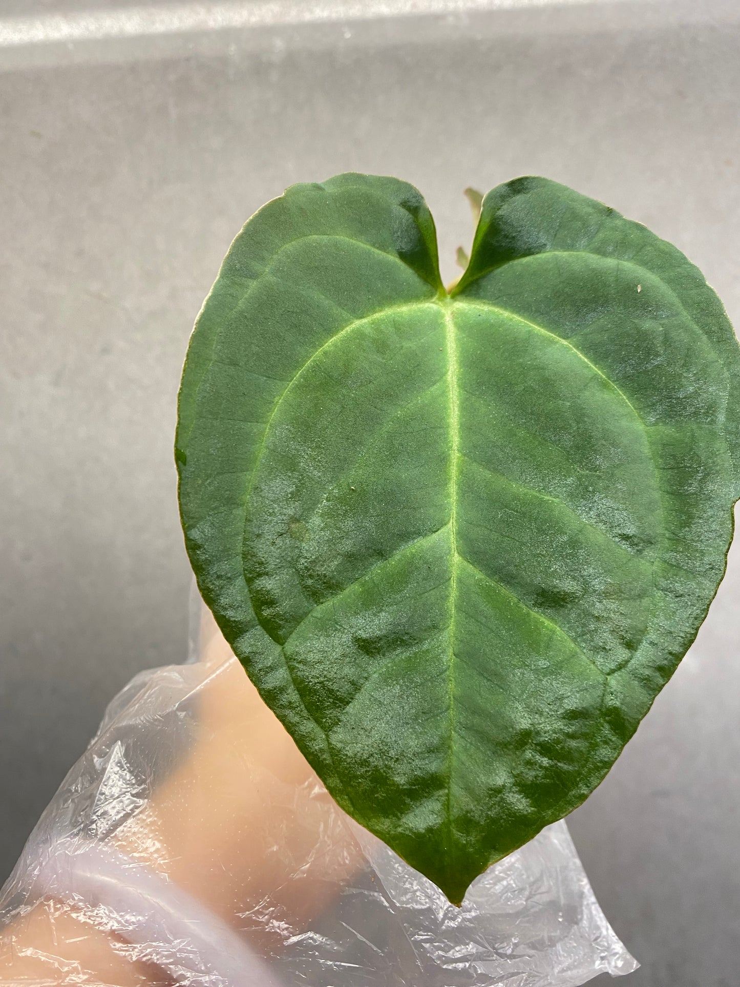 🌿 Anthurium magnificum × Papi