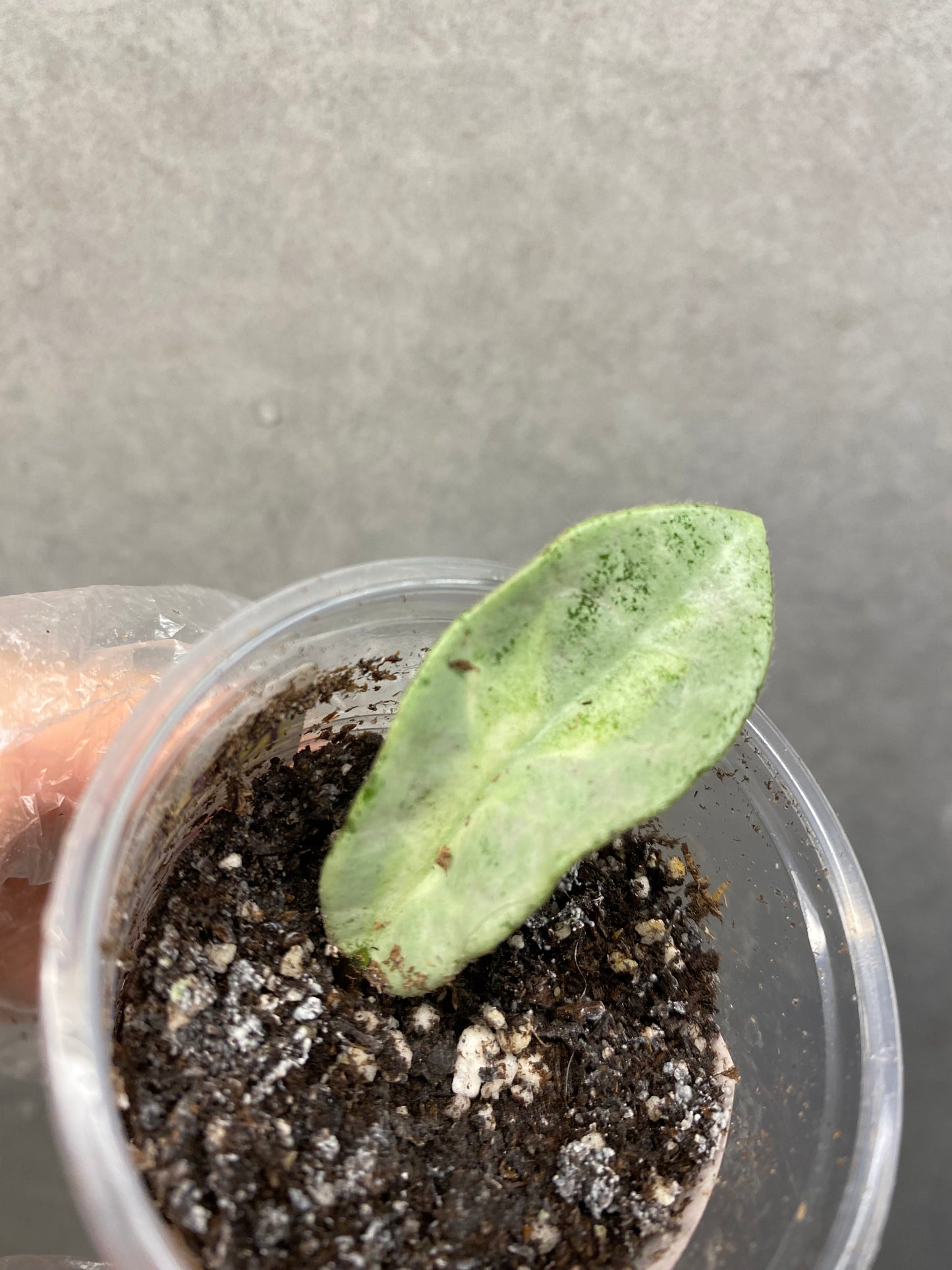 🌿 Hoya Argentea Princess