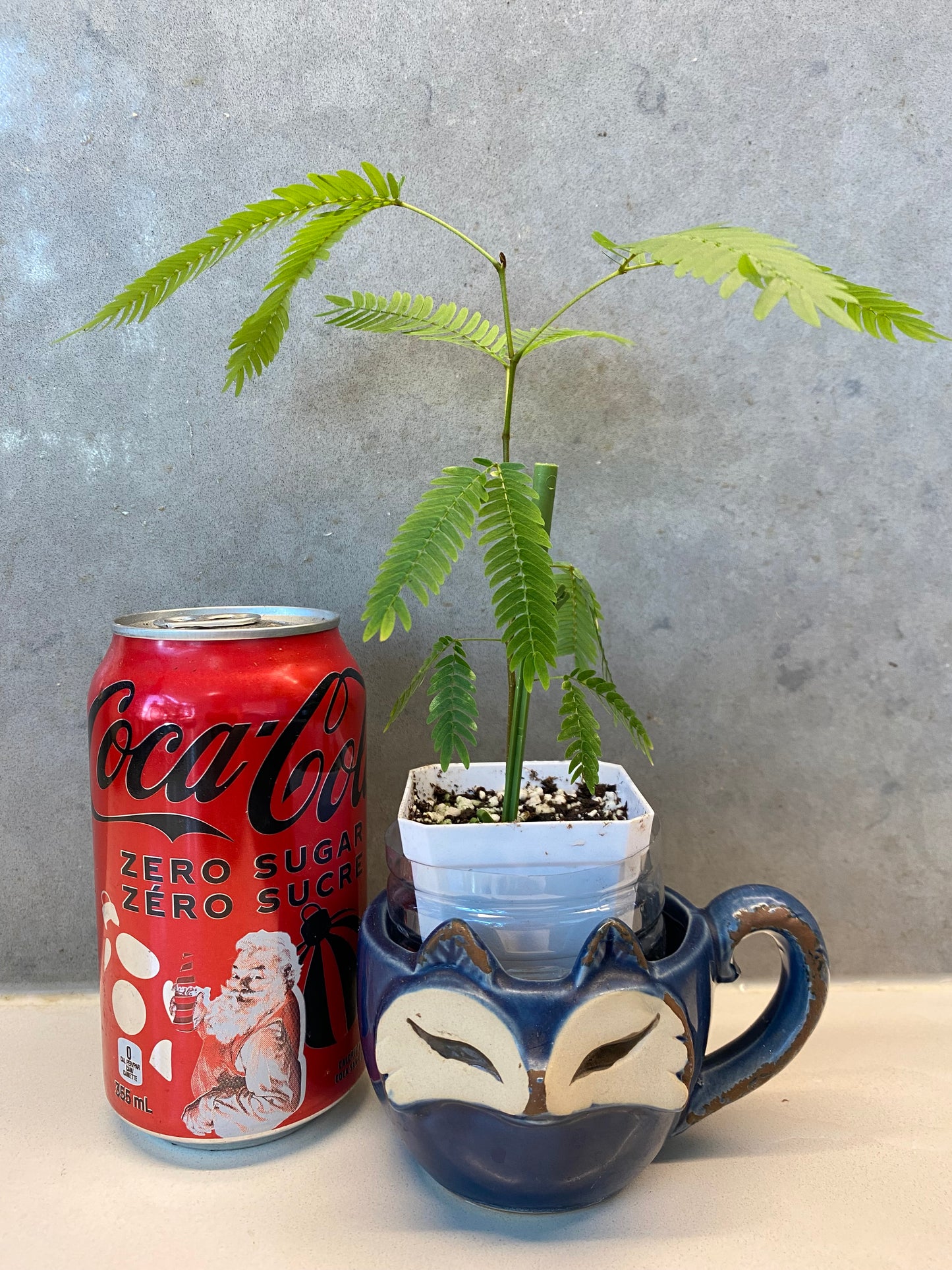๐ฟ Cojoba arborea