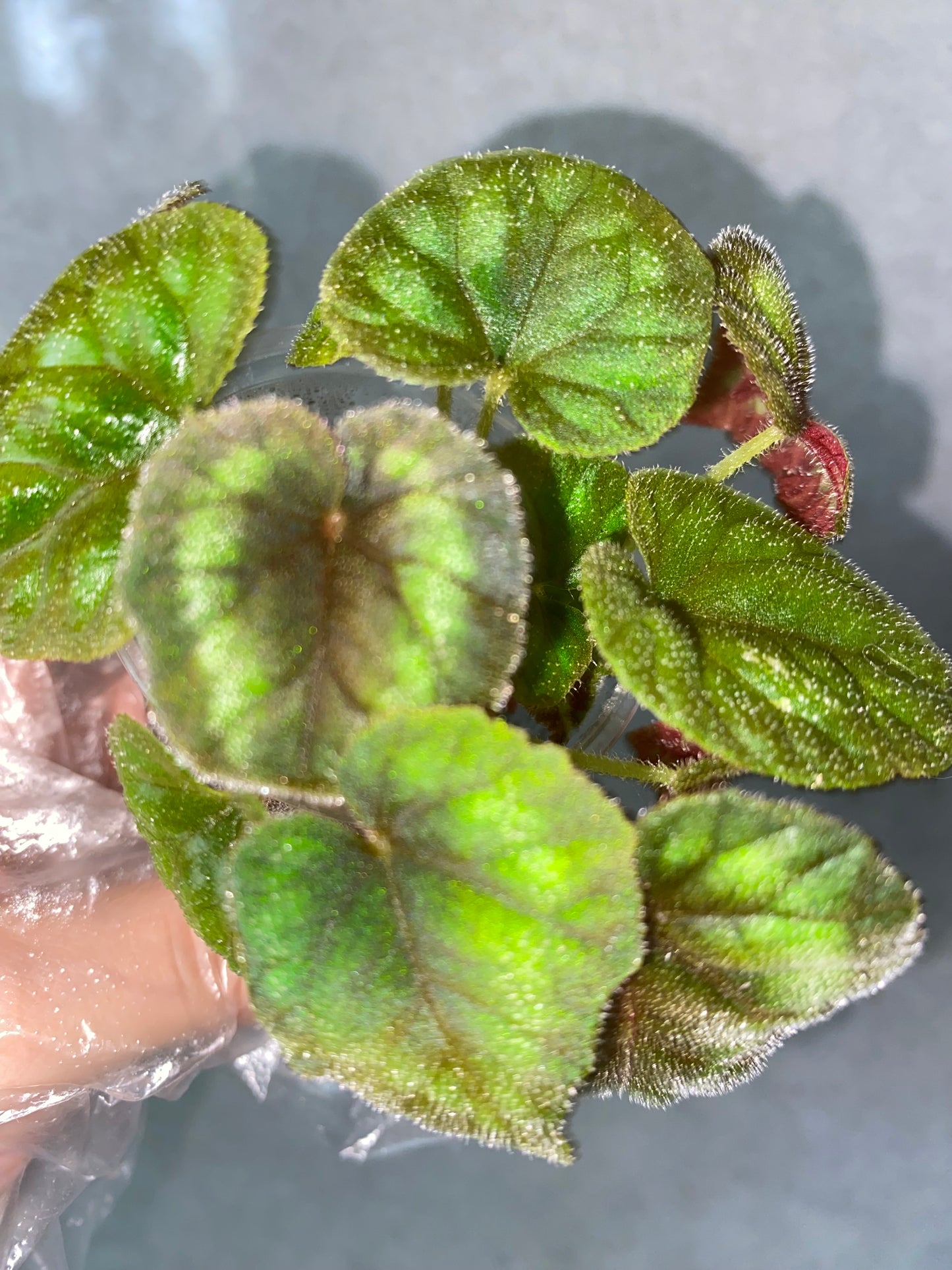 ๐ฟ Begonia cathayana