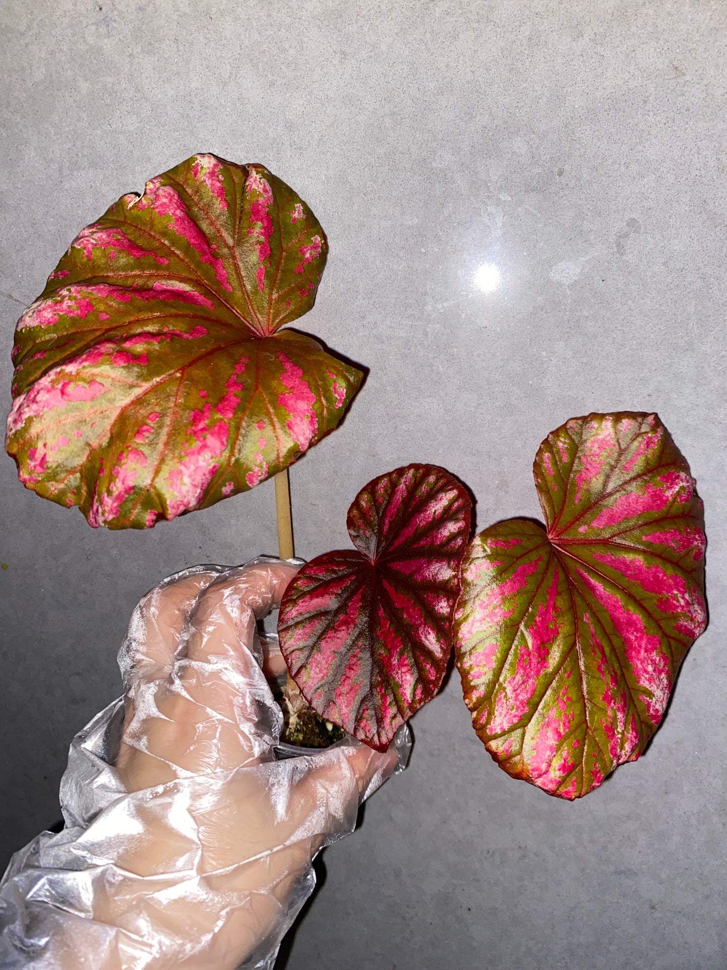 ๐ฟ Begonia 'Candy Stripe'