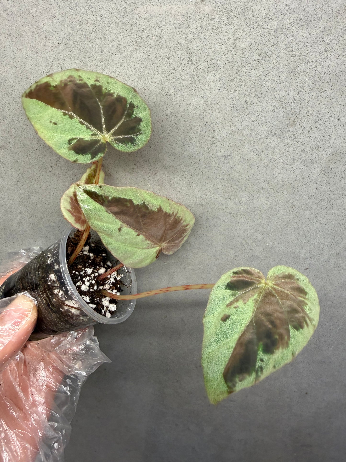🌙 Begonia Burkillii Green Form ‘Half Moon’
