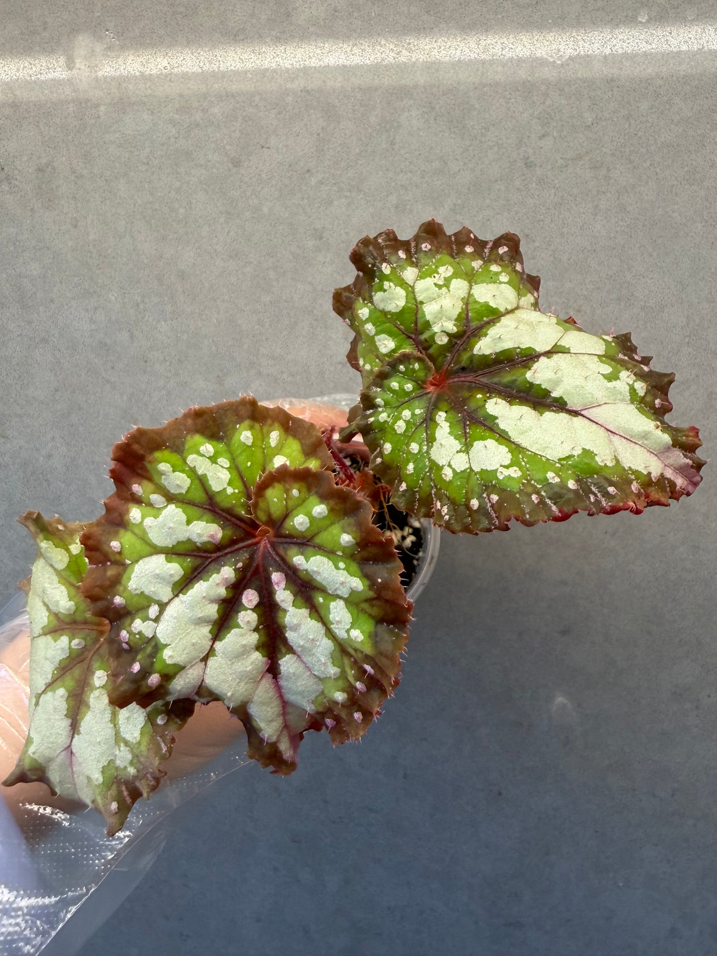 🌿Begonia ‘Carnival’