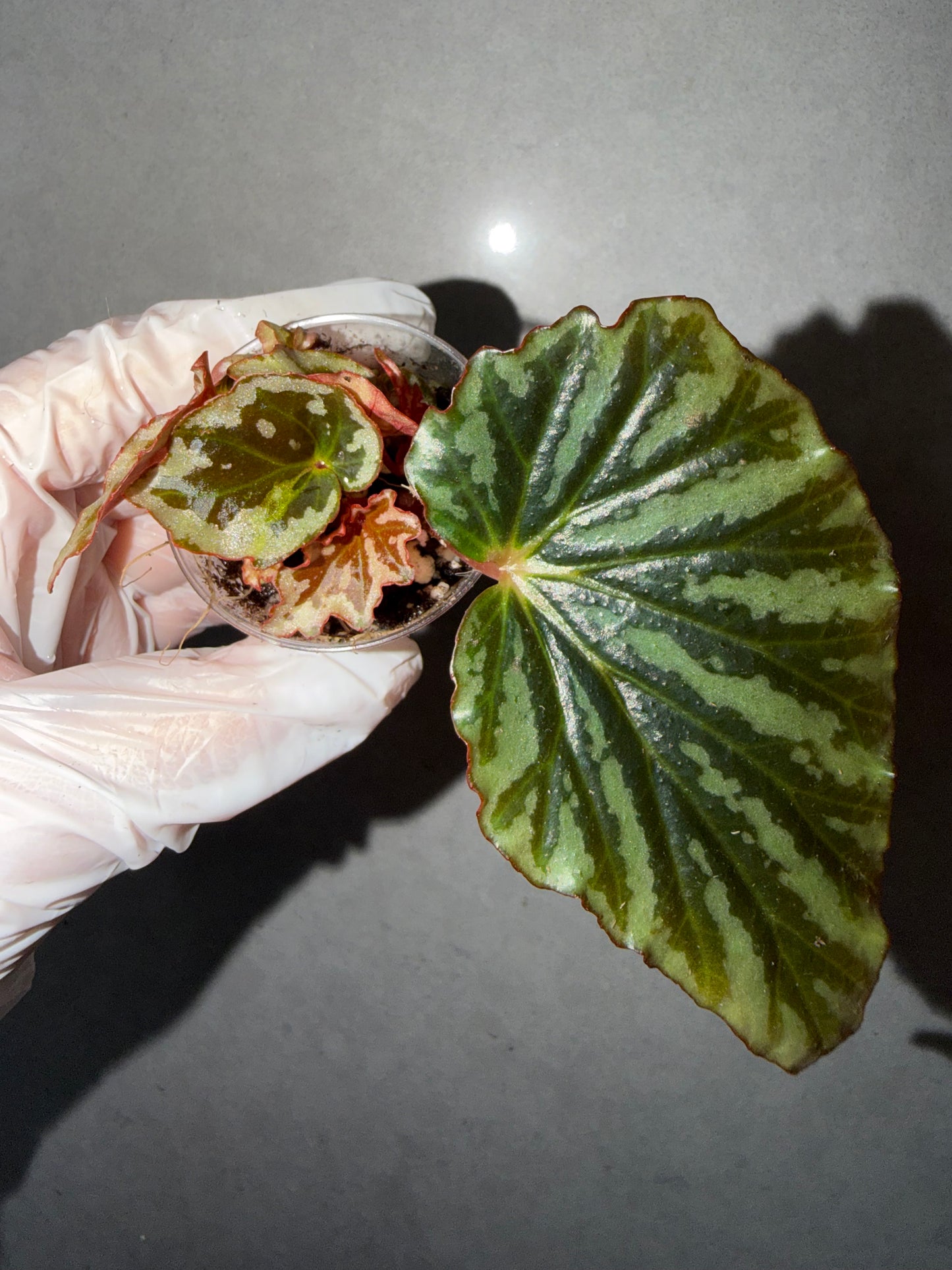 🌿Begonia sp. Irian Jaya (U682)
