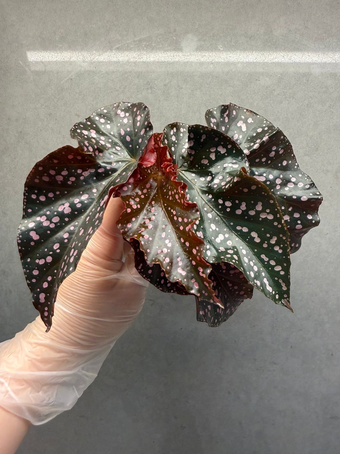 🌹Begonia ‘Cracklin Rosie
