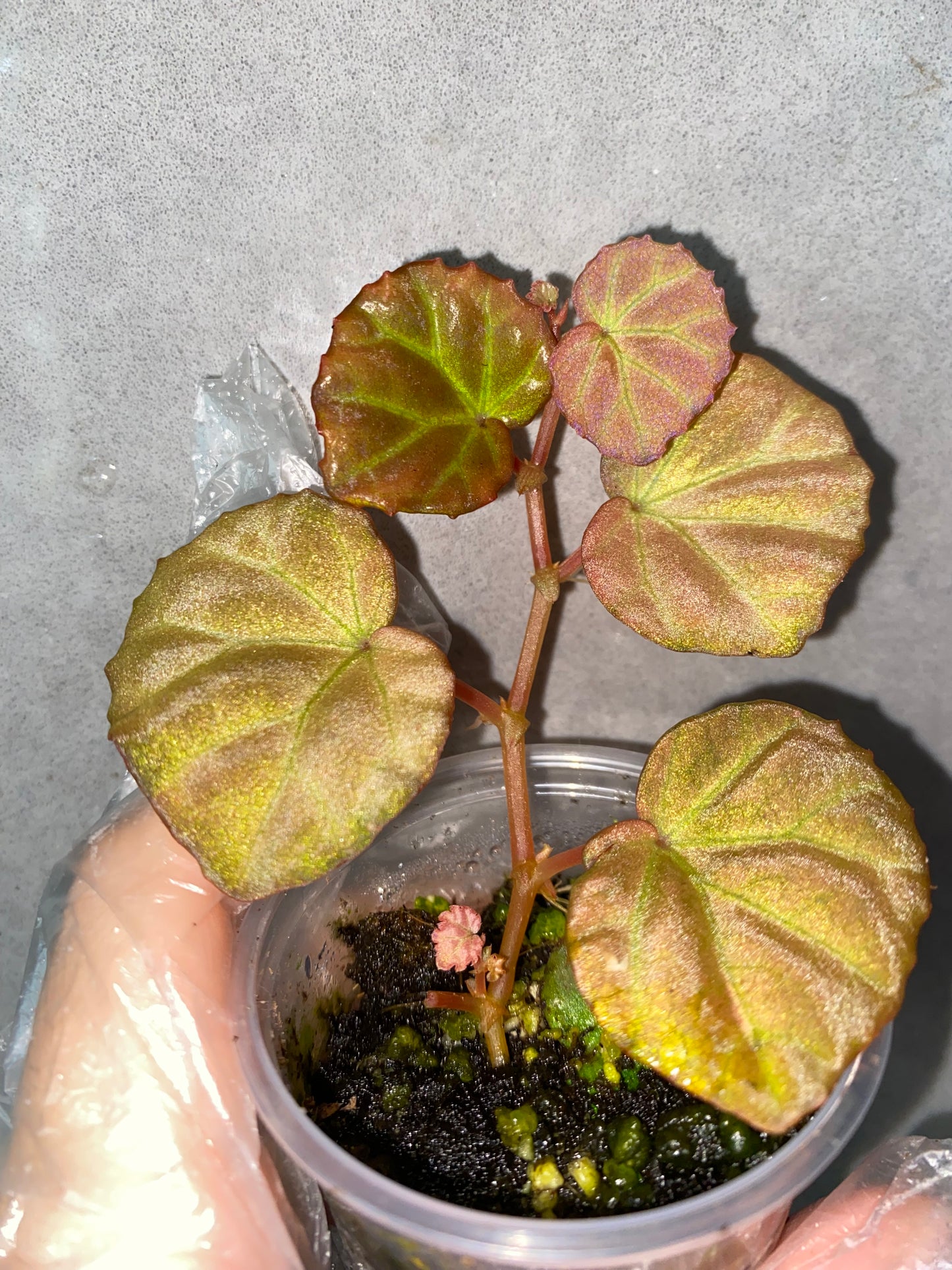 🌿 Begonia sp. Sarawak