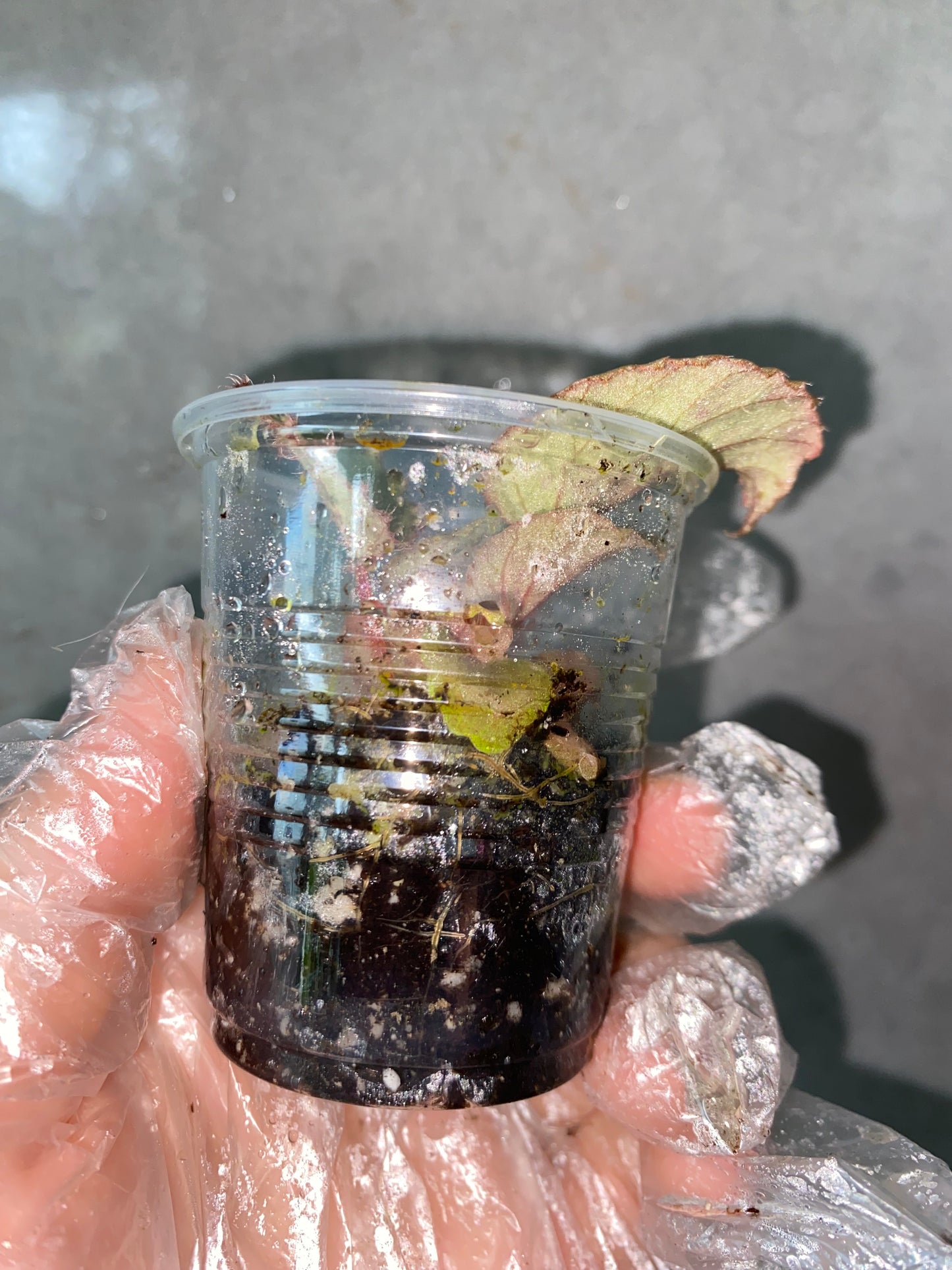 🌿 Begonia aketajawensis (Green)