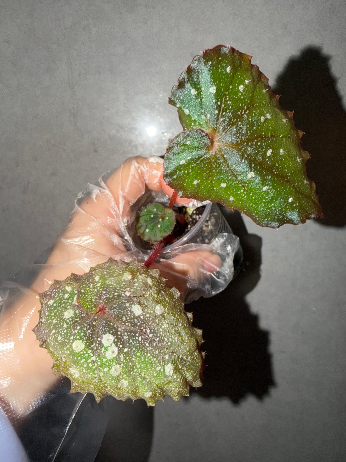 🌌Begonia 'Super Universe'