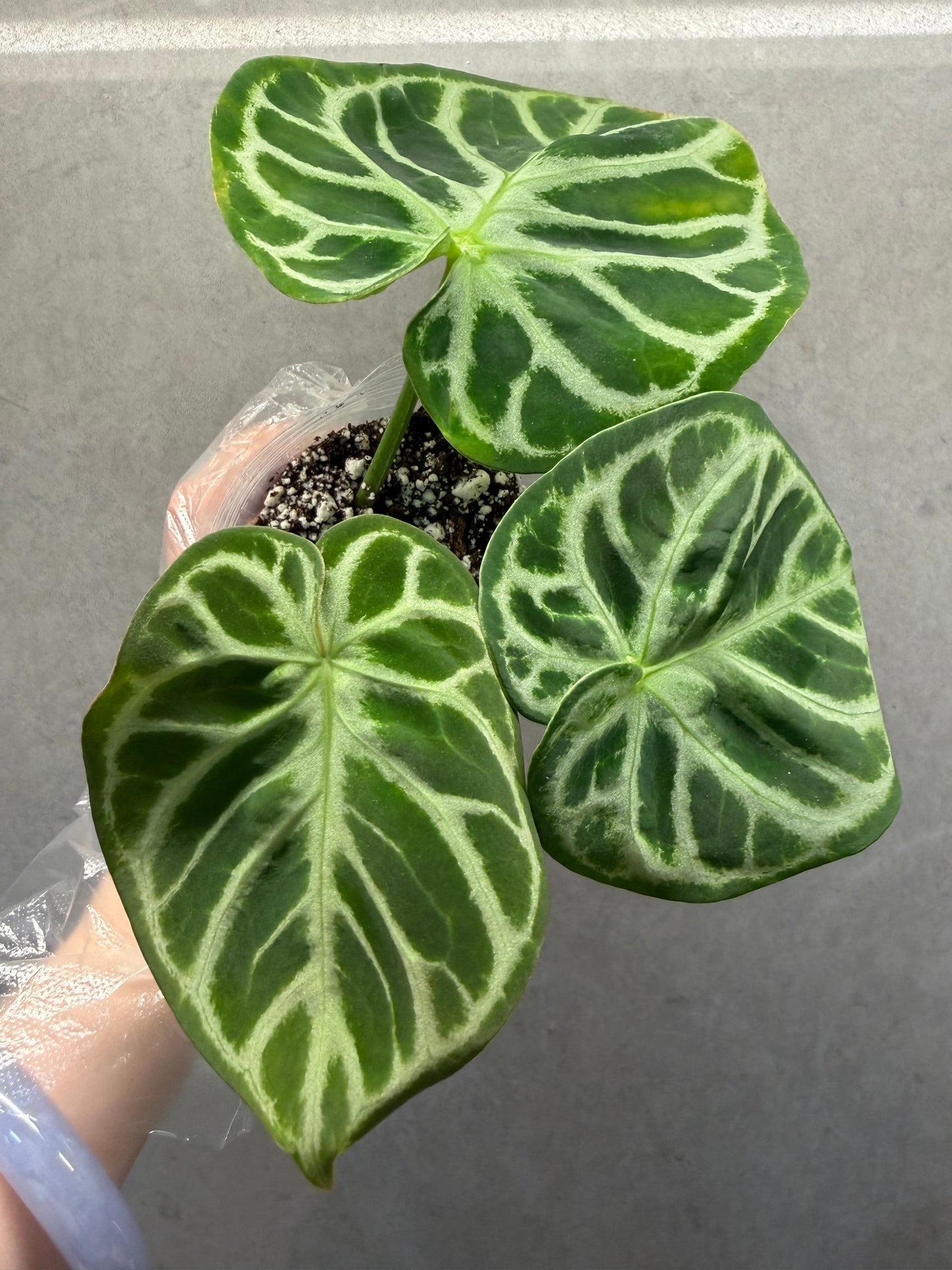 🌿 Anthurium Dorayaki