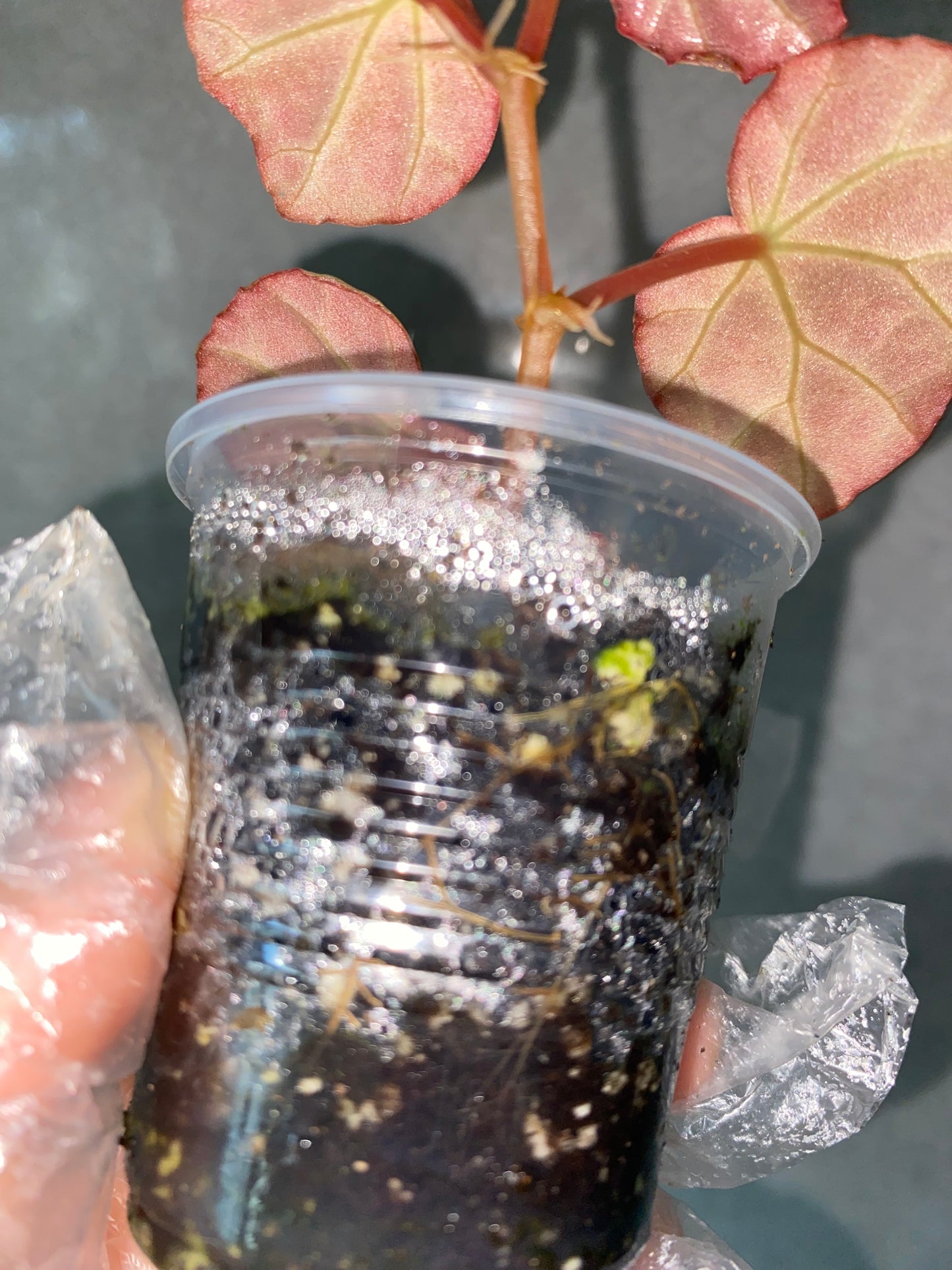 🌿 Begonia sp. Sarawak