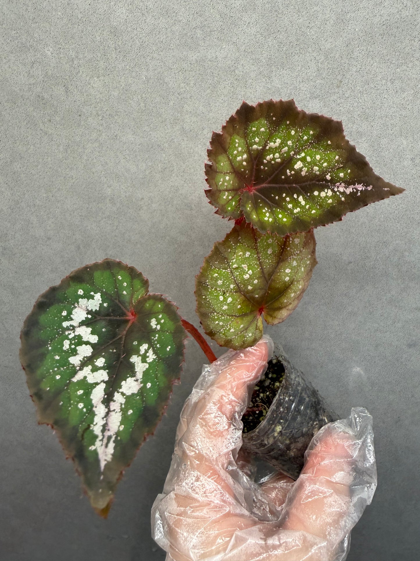 🌃 Begonia 'Blue Danube'