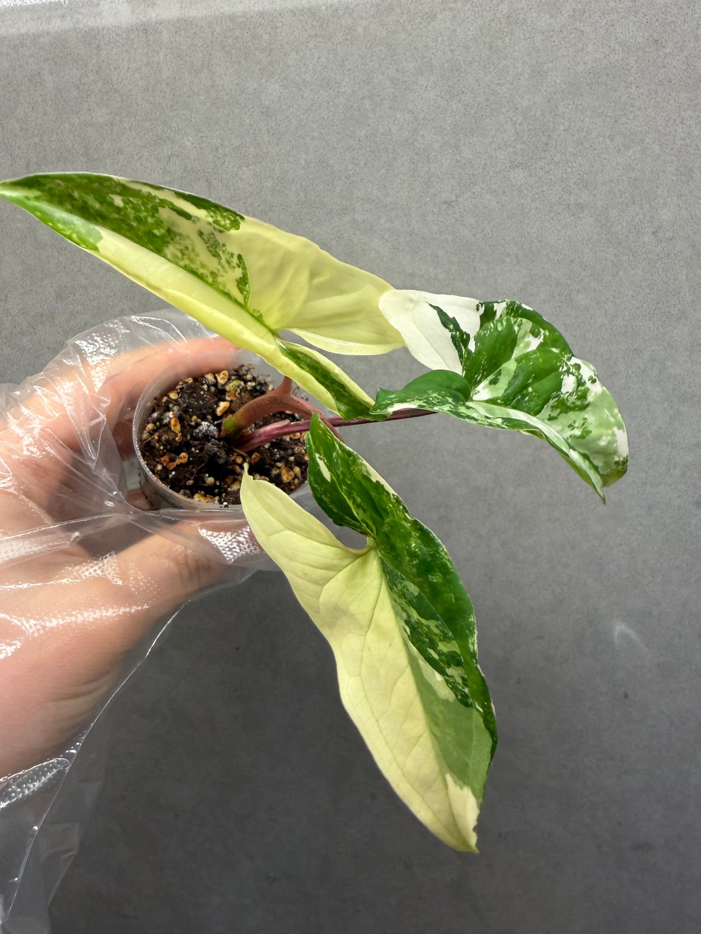🌿Syngonium 'Albo Variegata'