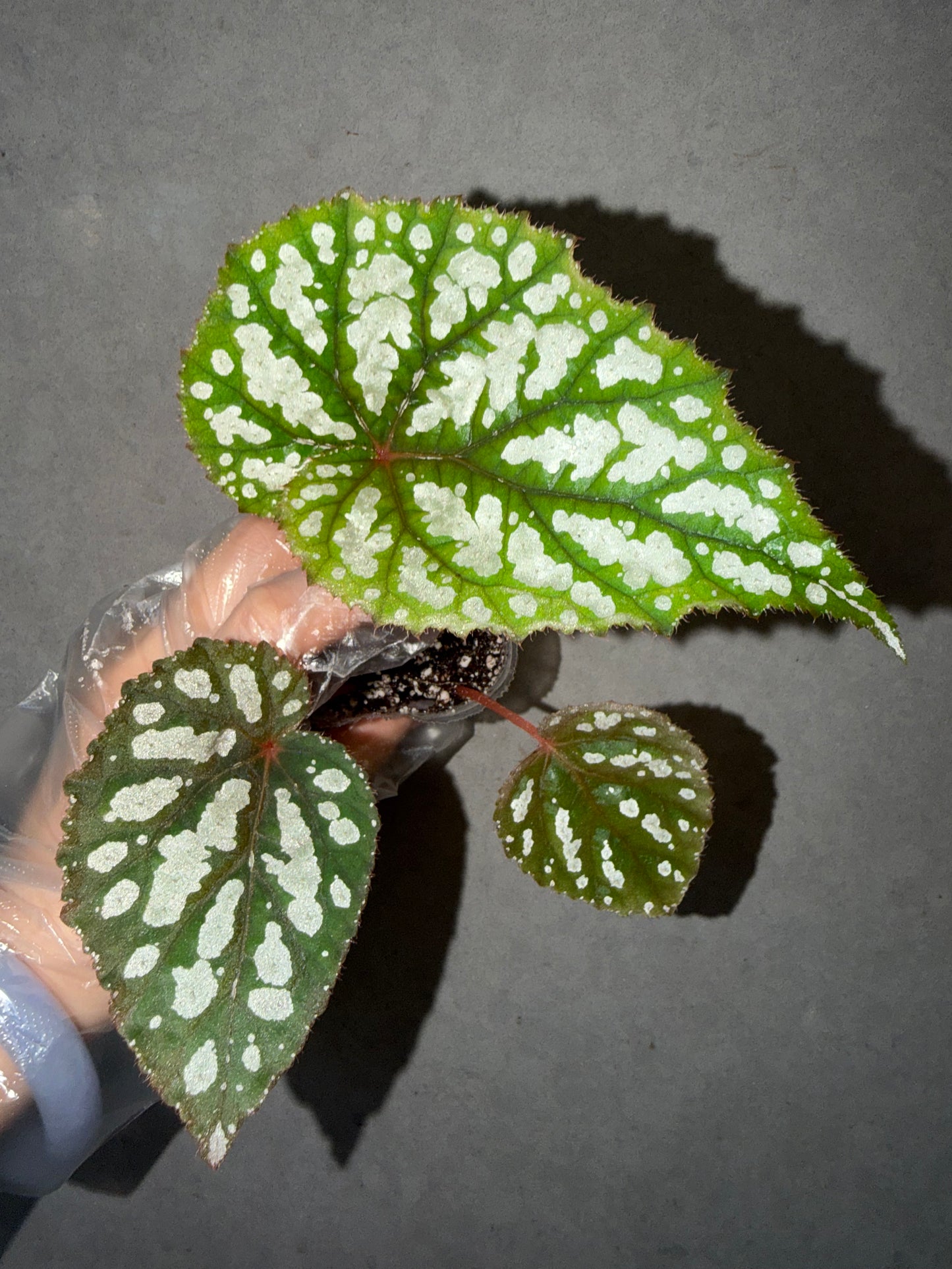👸Begonia ‘Elizabeth Lahn’