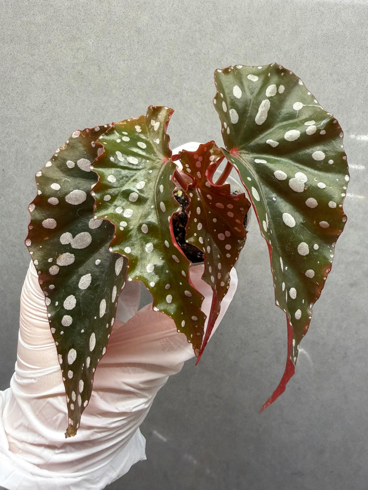 🖤Begonia ‘Black Forest’ 🌿
