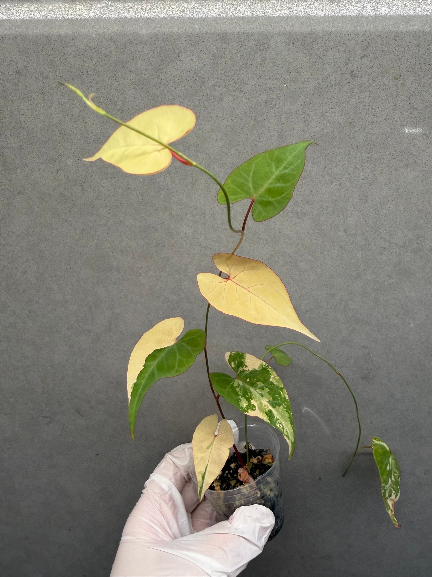 🌸Fallopia multiflora pink var.