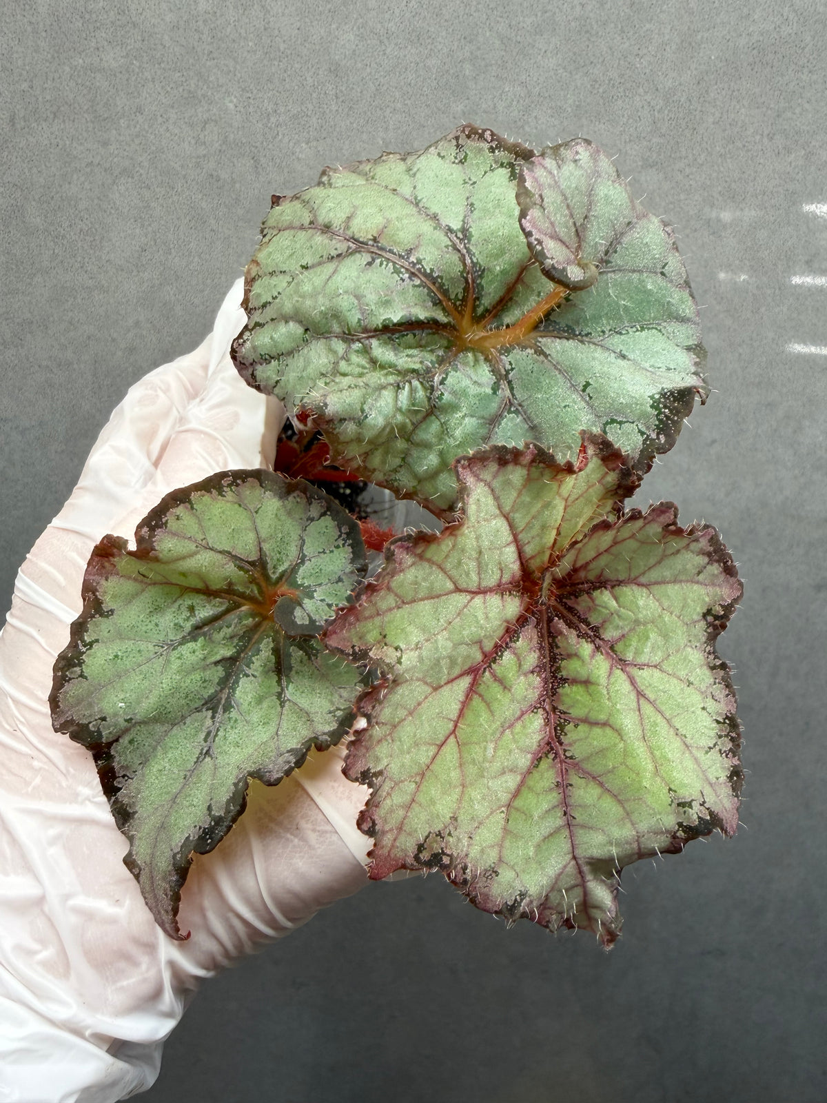 🌿 Begonia ‘DS Amor Amor’