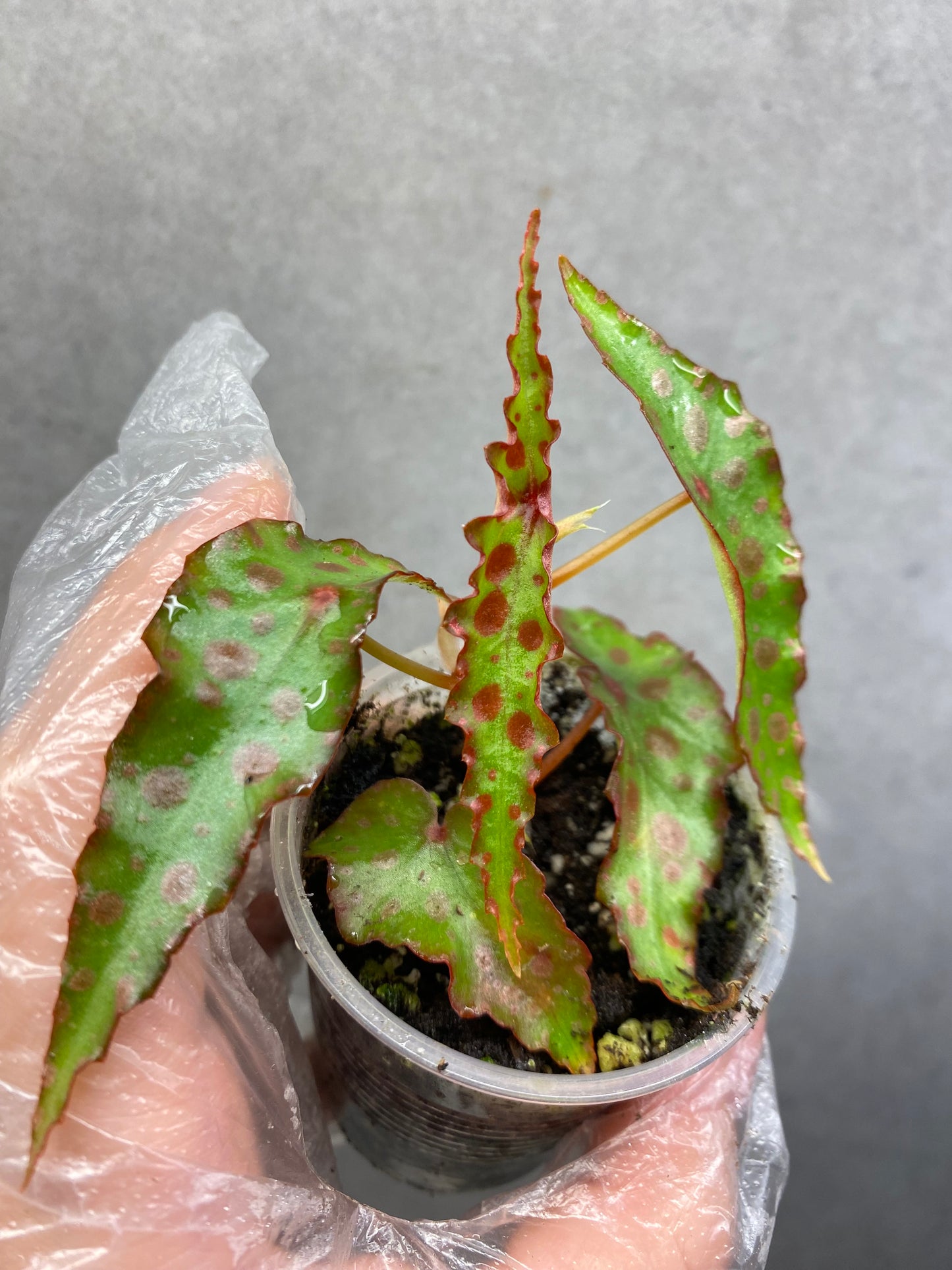 🌿 Begonia amphioxus
