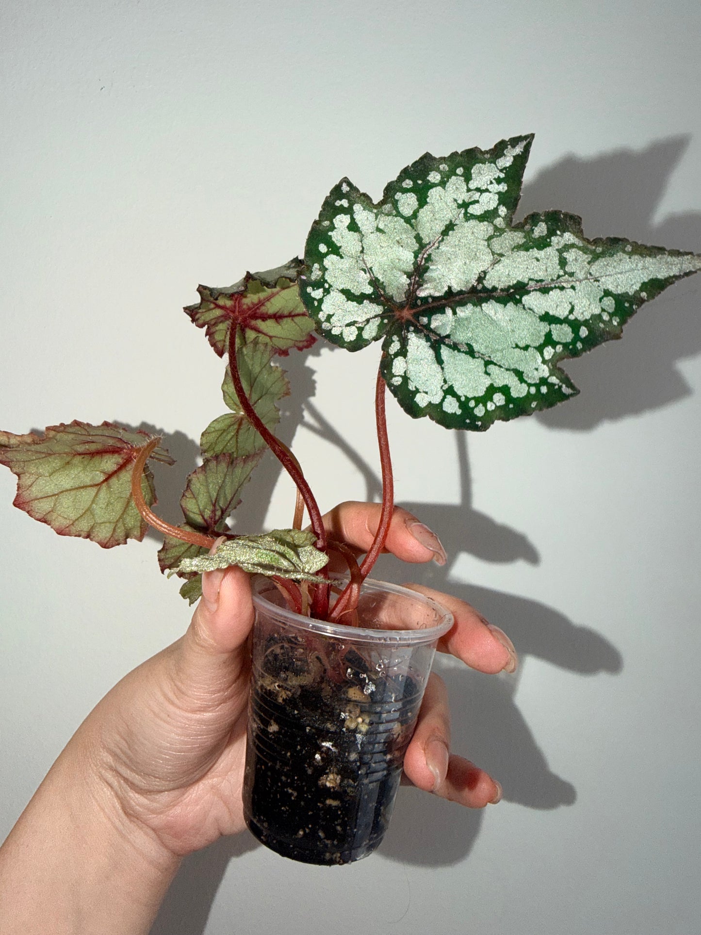 Begonia Robert Golden