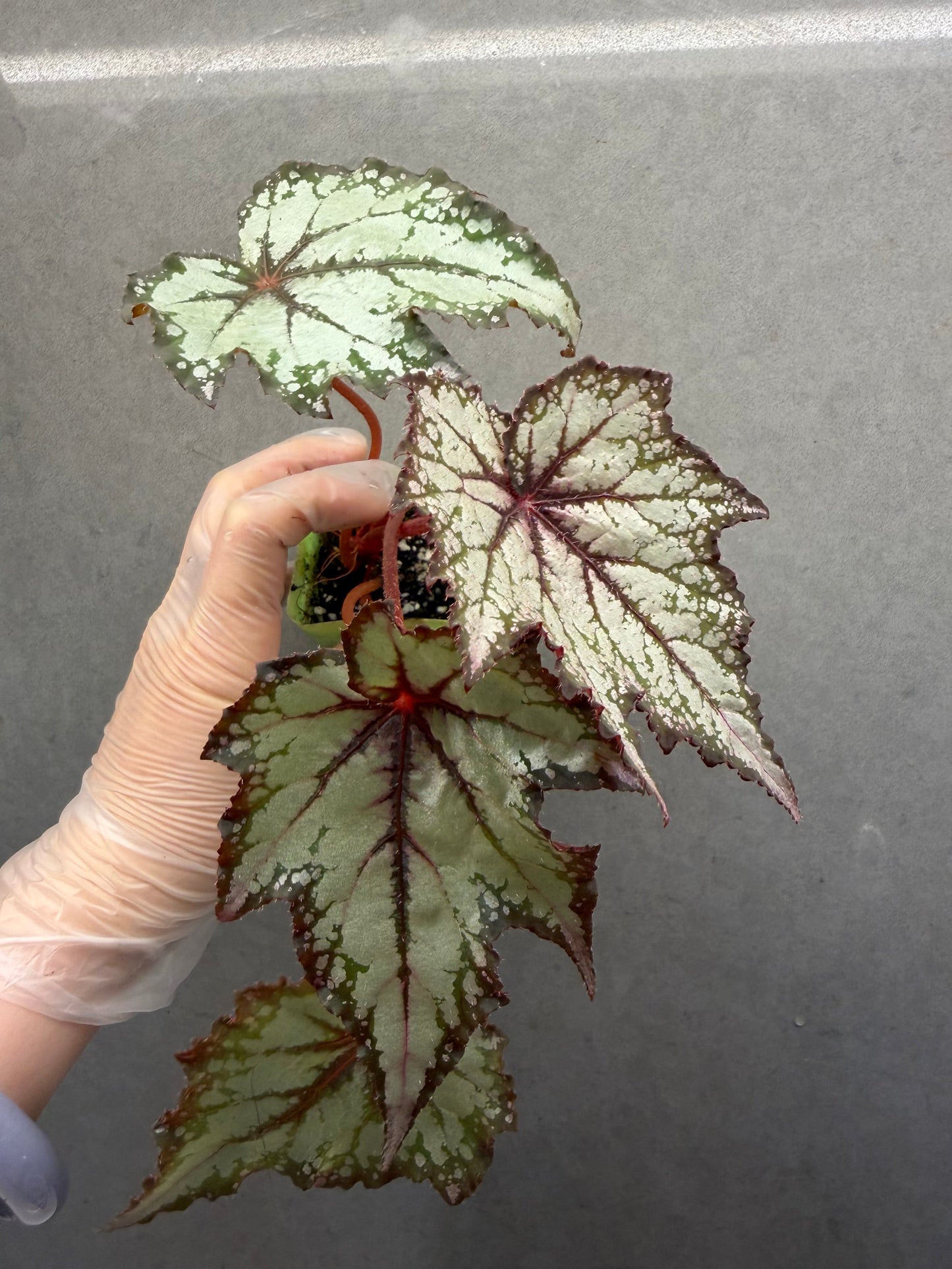 🌿 Begonia 'Robert Golden'