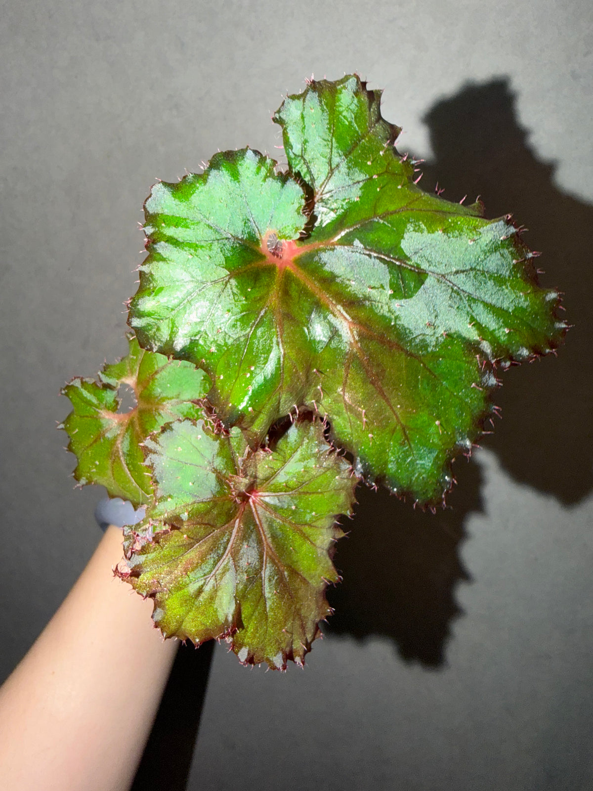 🌿Begonia ‘DS-Cuba’