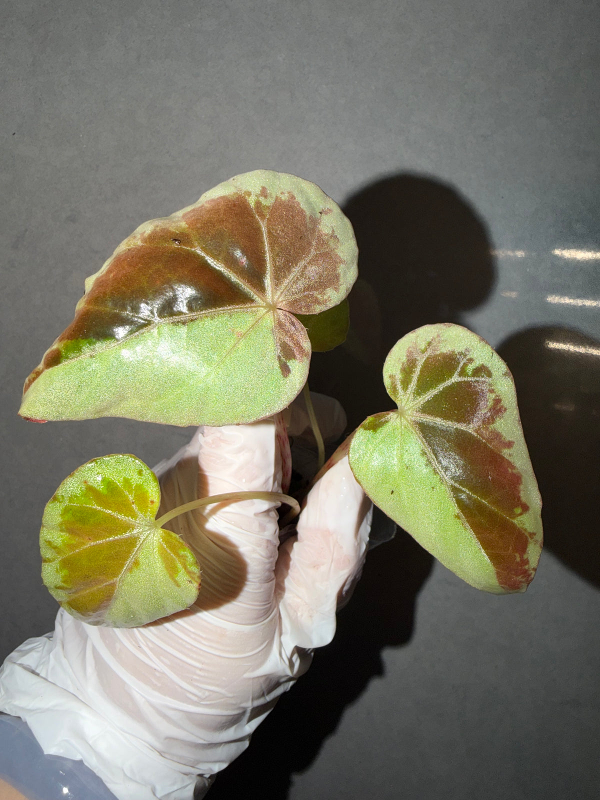 🌙 Begonia Burkillii Green Form ‘Half Moon’
