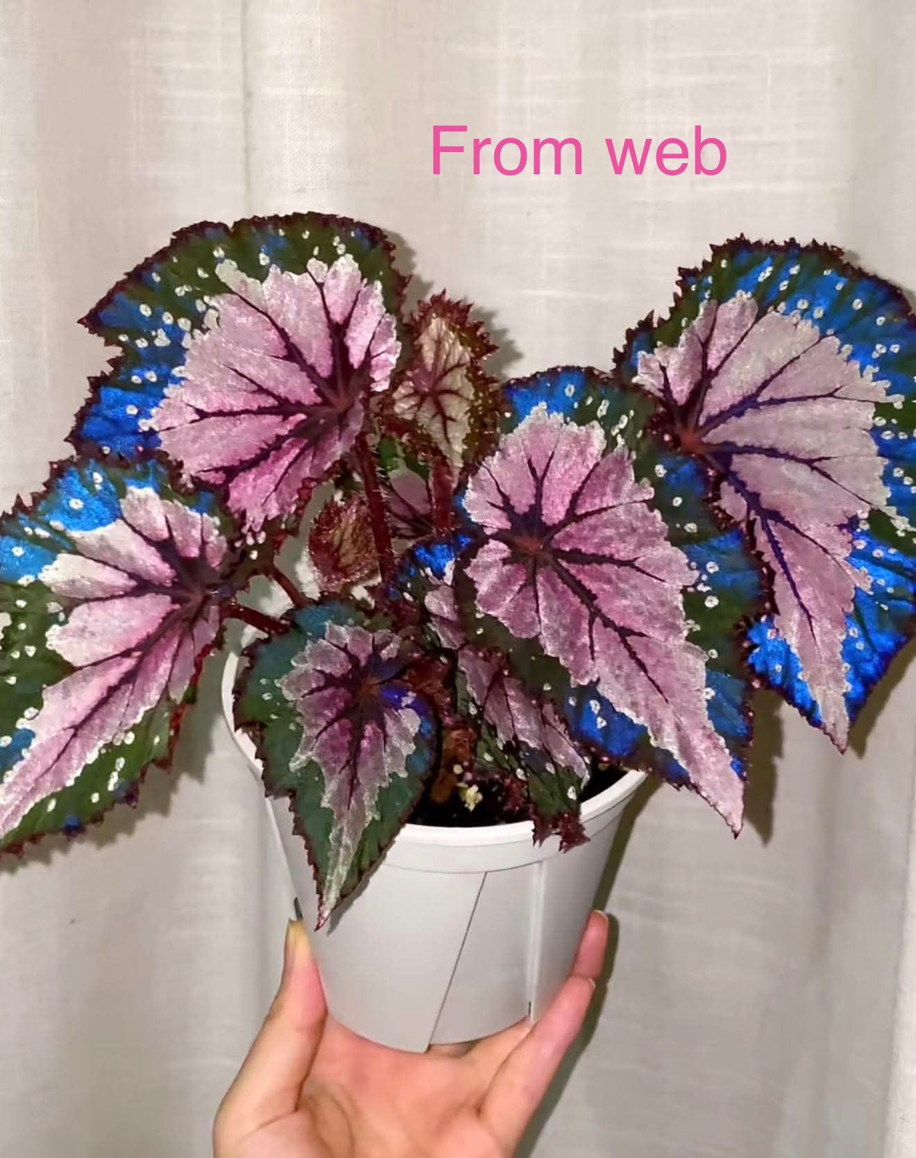 🌿Begonia Rex hybrid ’Blue-Green‘