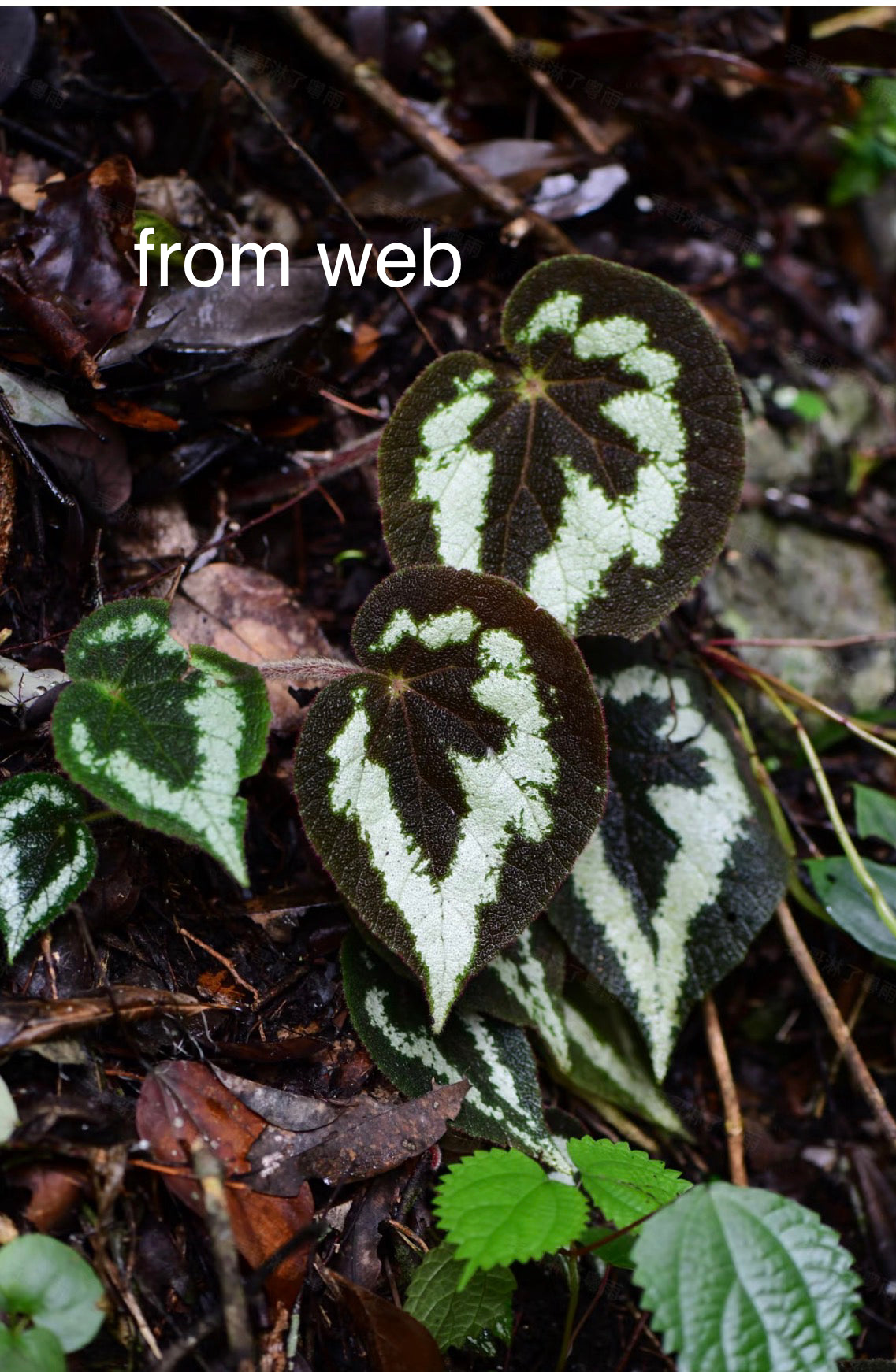🌿Begonia picturata