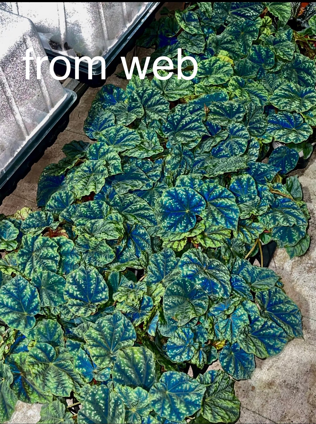 🌿Begonia pseudoedulis