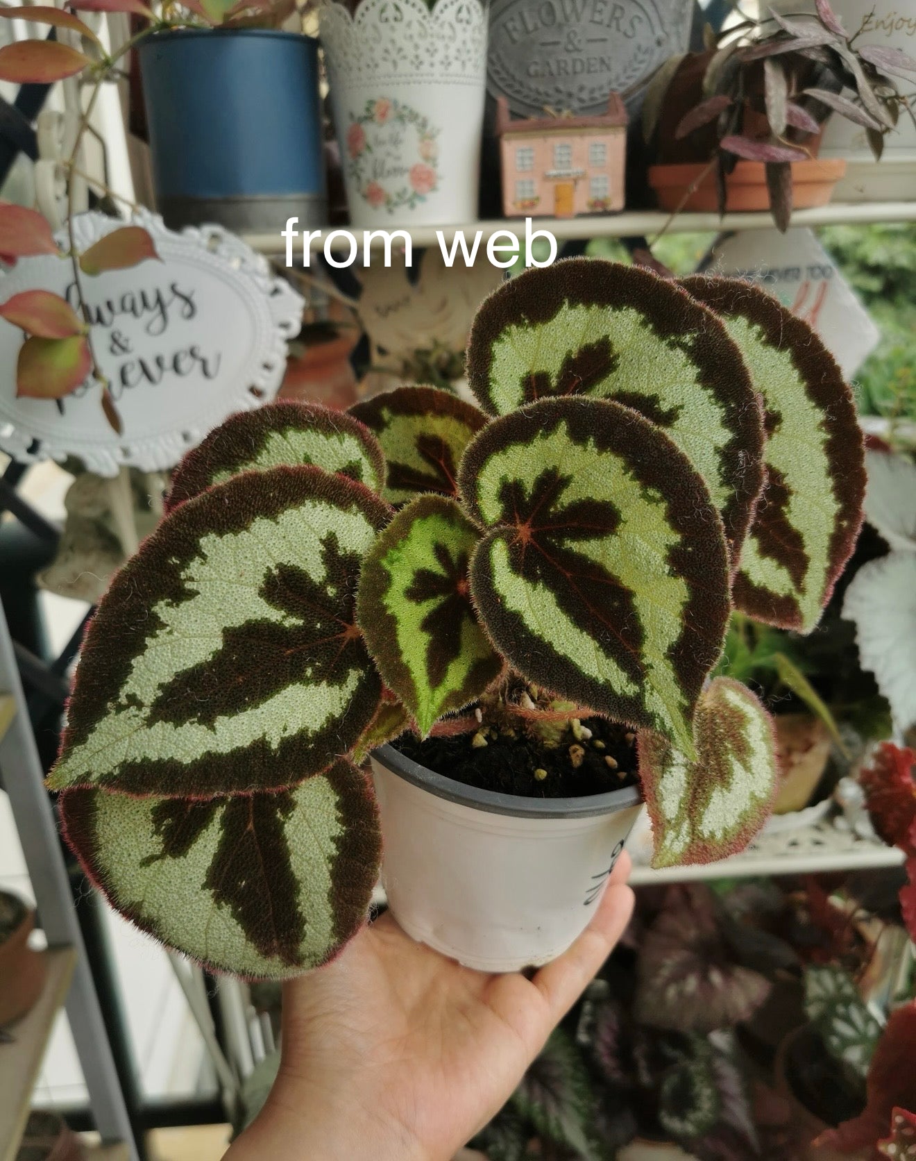 🌿Begonia picturata
